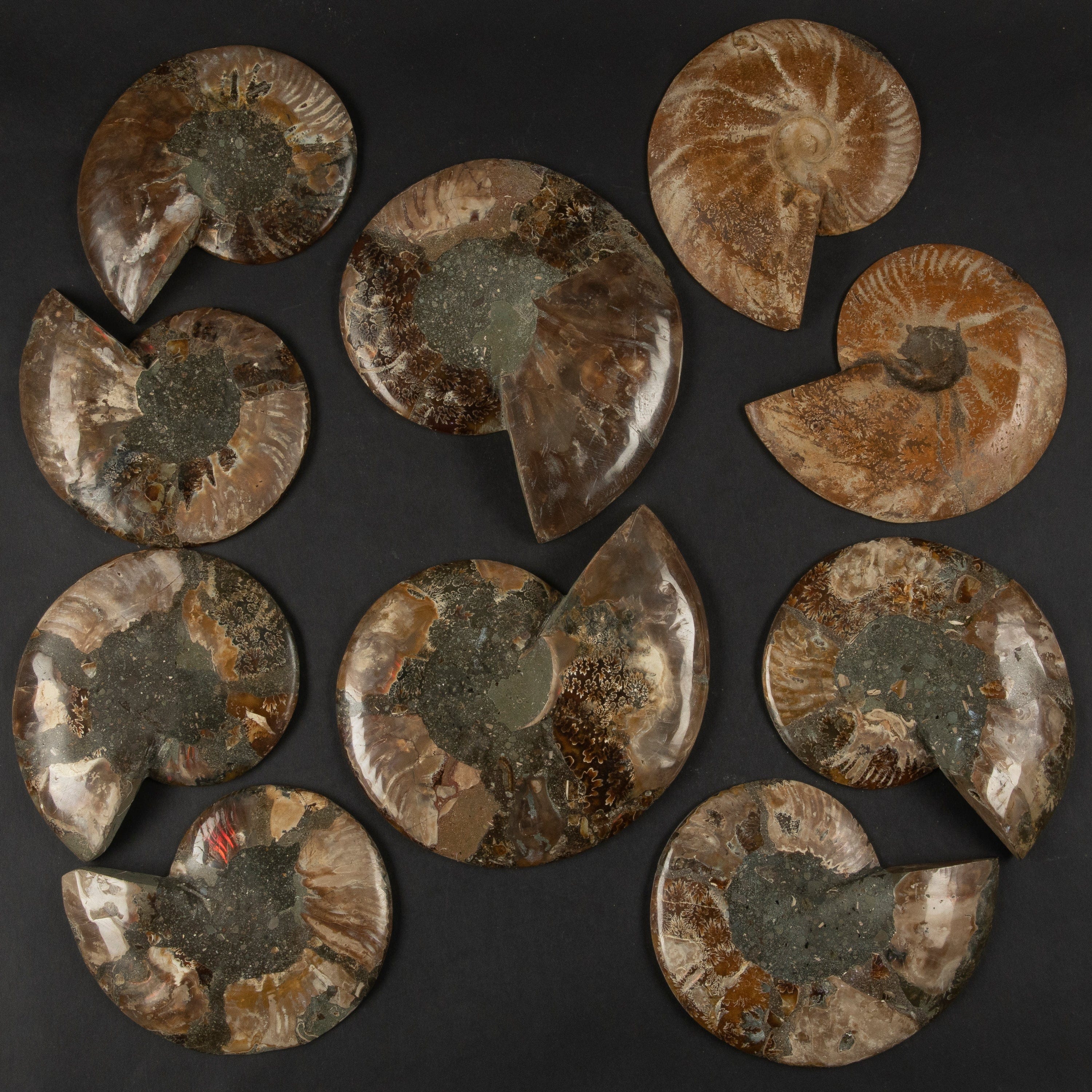 Kalifano Fossils & Minerals Natural Ammonite Pair from Madagascar - 6-8" AMM1200