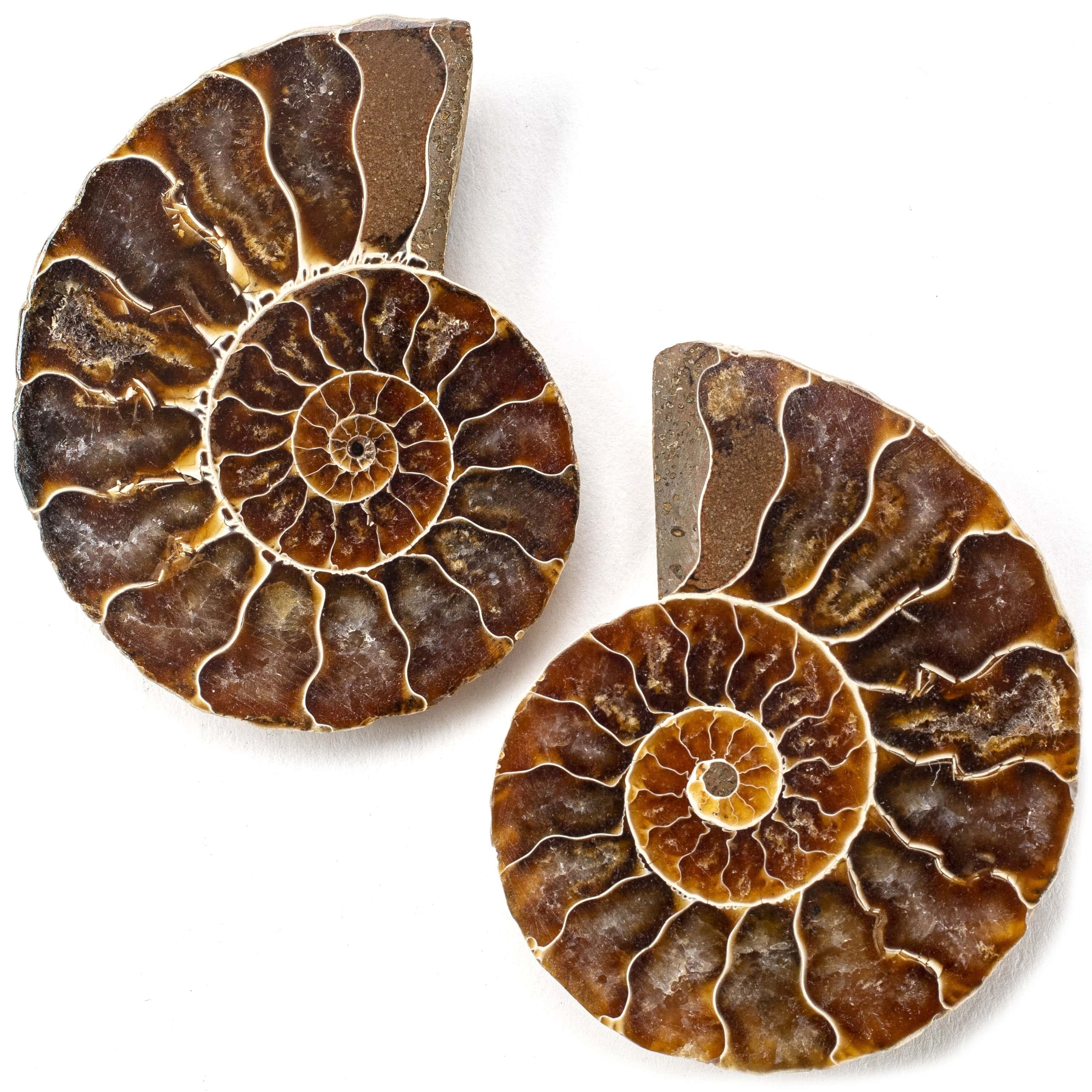 Kalifano Fossils & Minerals Natural Extinct Ammonite Shell Pair from Madagascar AMM59