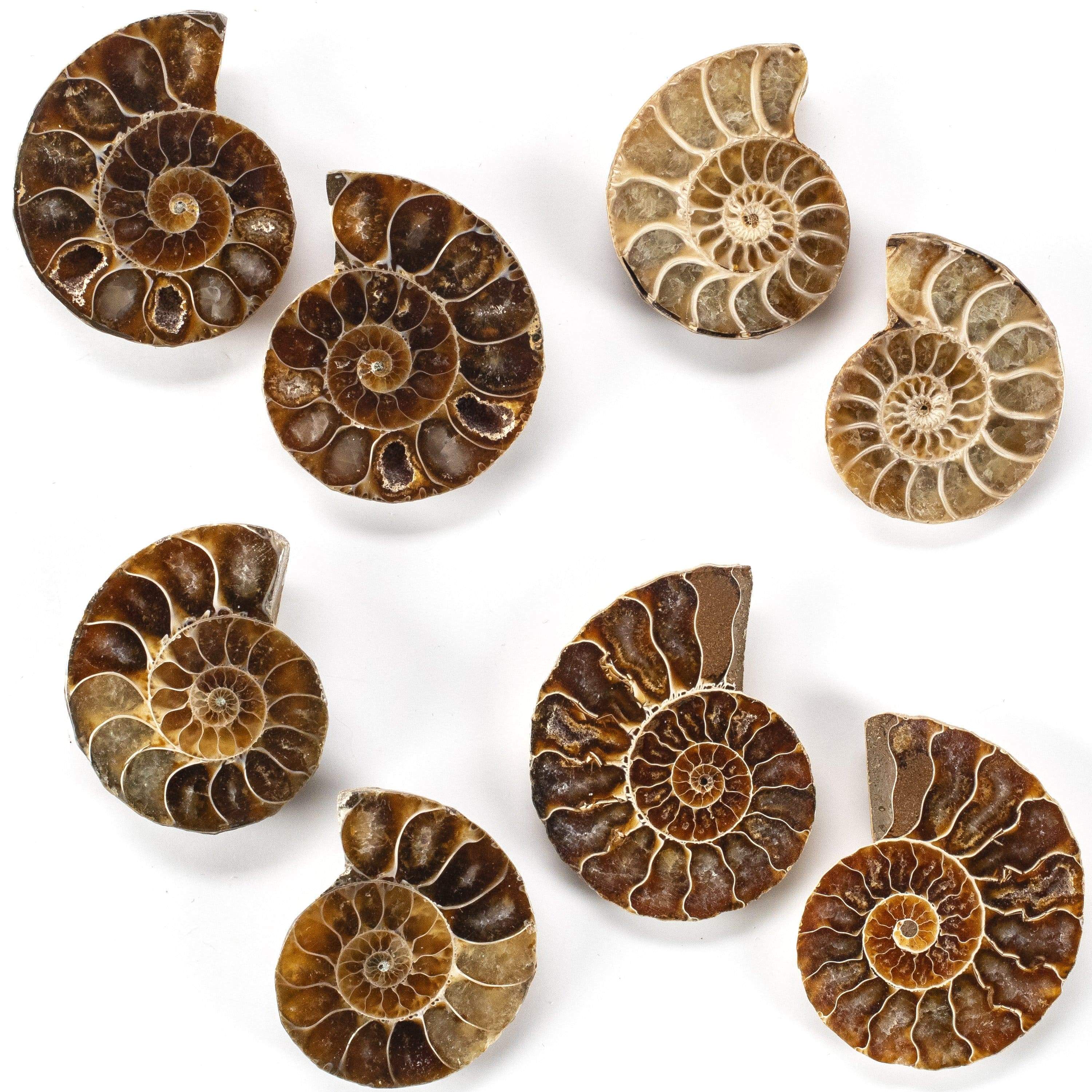 Kalifano Fossils & Minerals Natural Extinct Ammonite Shell Pair from Madagascar AMM59