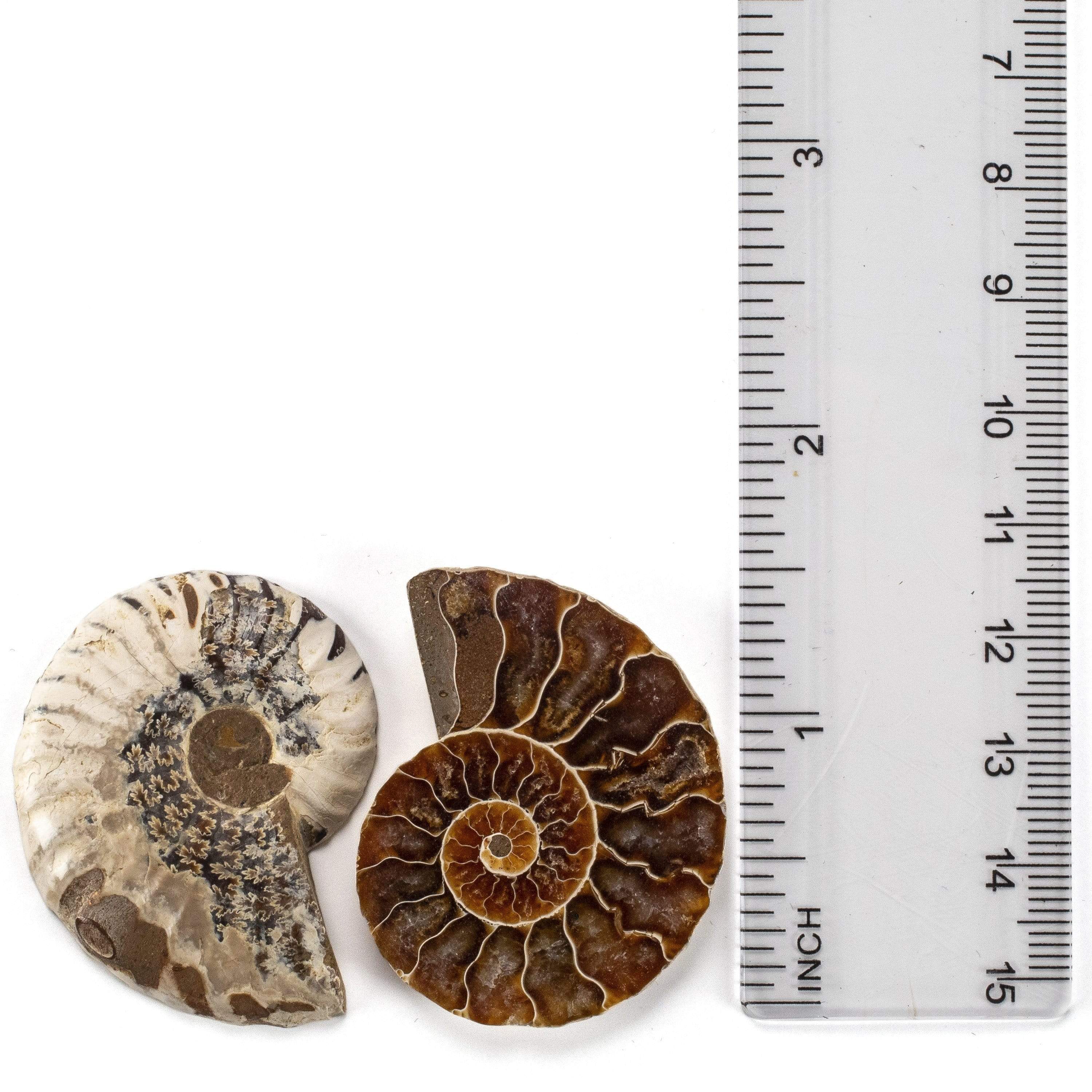 Kalifano Fossils & Minerals Natural Extinct Ammonite Shell Pair from Madagascar AMM59