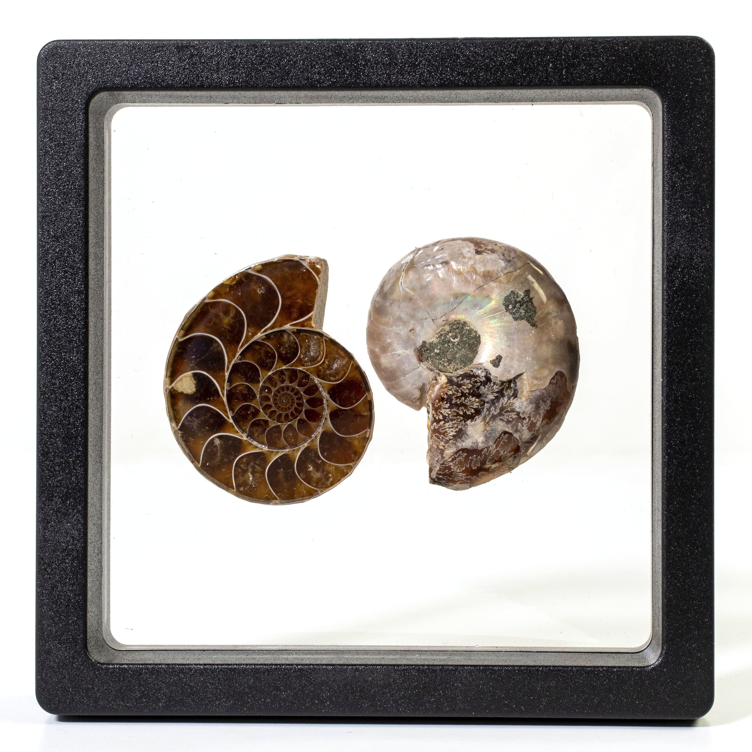 Kalifano Fossils & Minerals Natural Extinct Ammonite Shell Pair from Madagascar AMM59