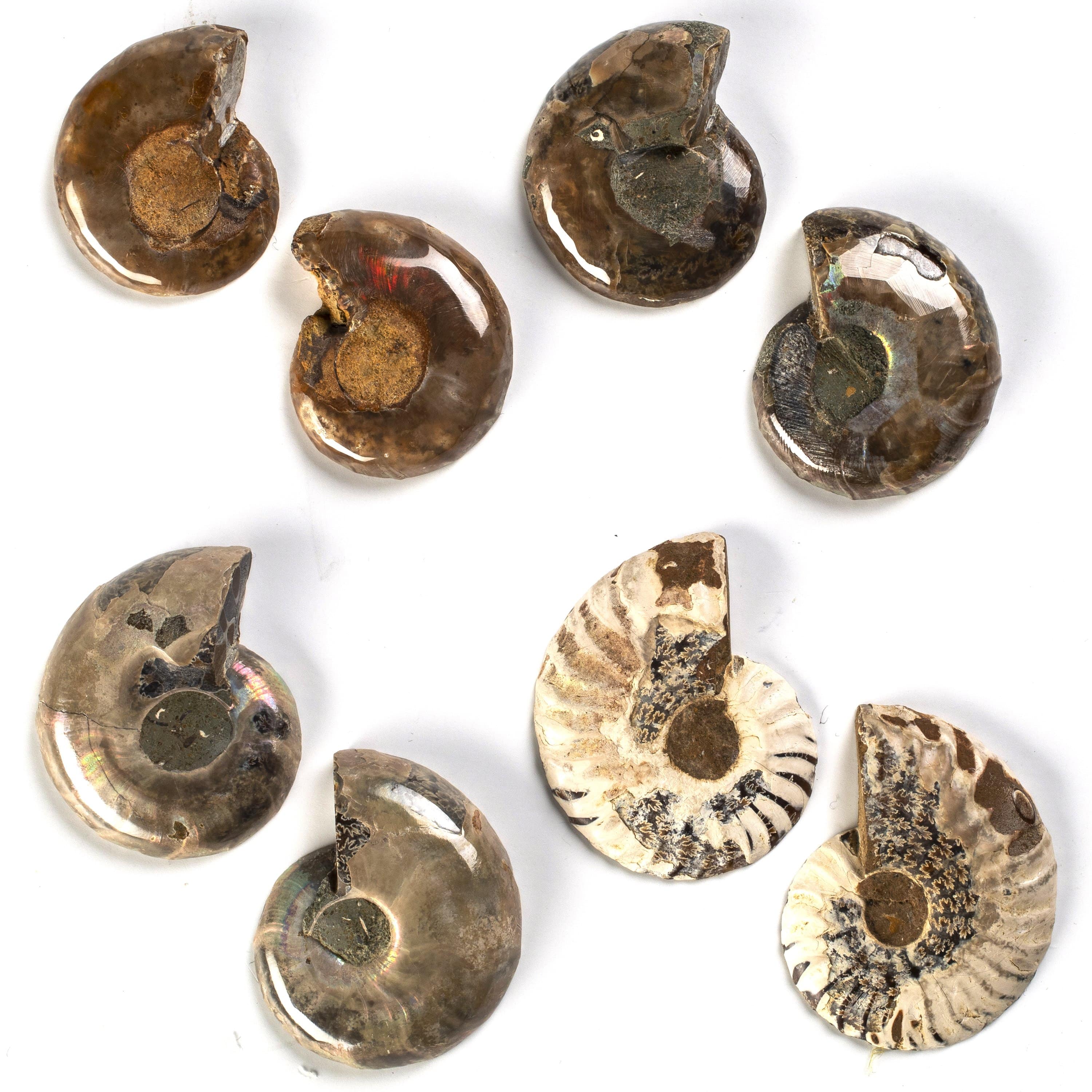 Kalifano Fossils & Minerals Natural Extinct Ammonite Shell Pair from Madagascar AMM59