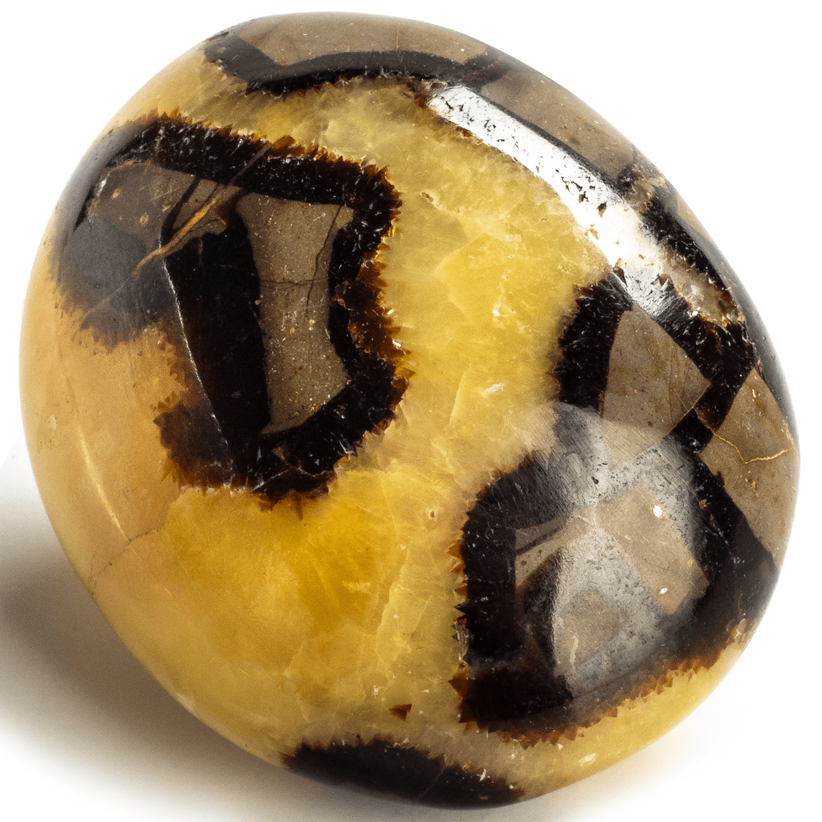 Kalifano Fossils & Minerals SP20 - Septarian - Madagascar SP20