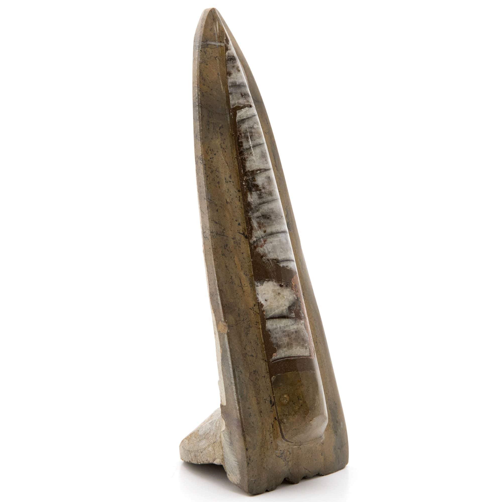 Kalifano Fossils & Minerals Standing Moroccan Orthoceras Fossil ORD160
