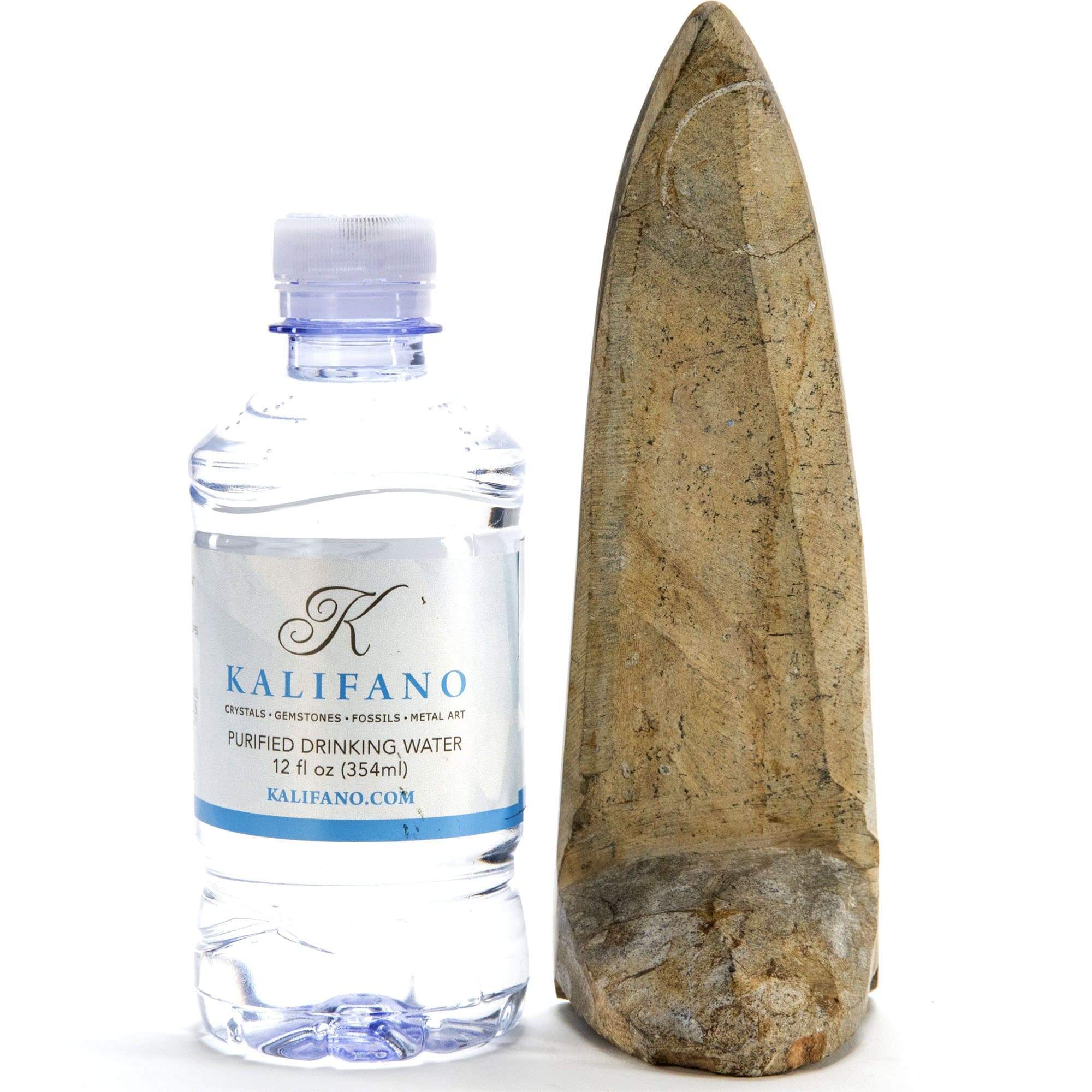 Kalifano Fossils & Minerals Standing Moroccan Orthoceras Fossil ORD160