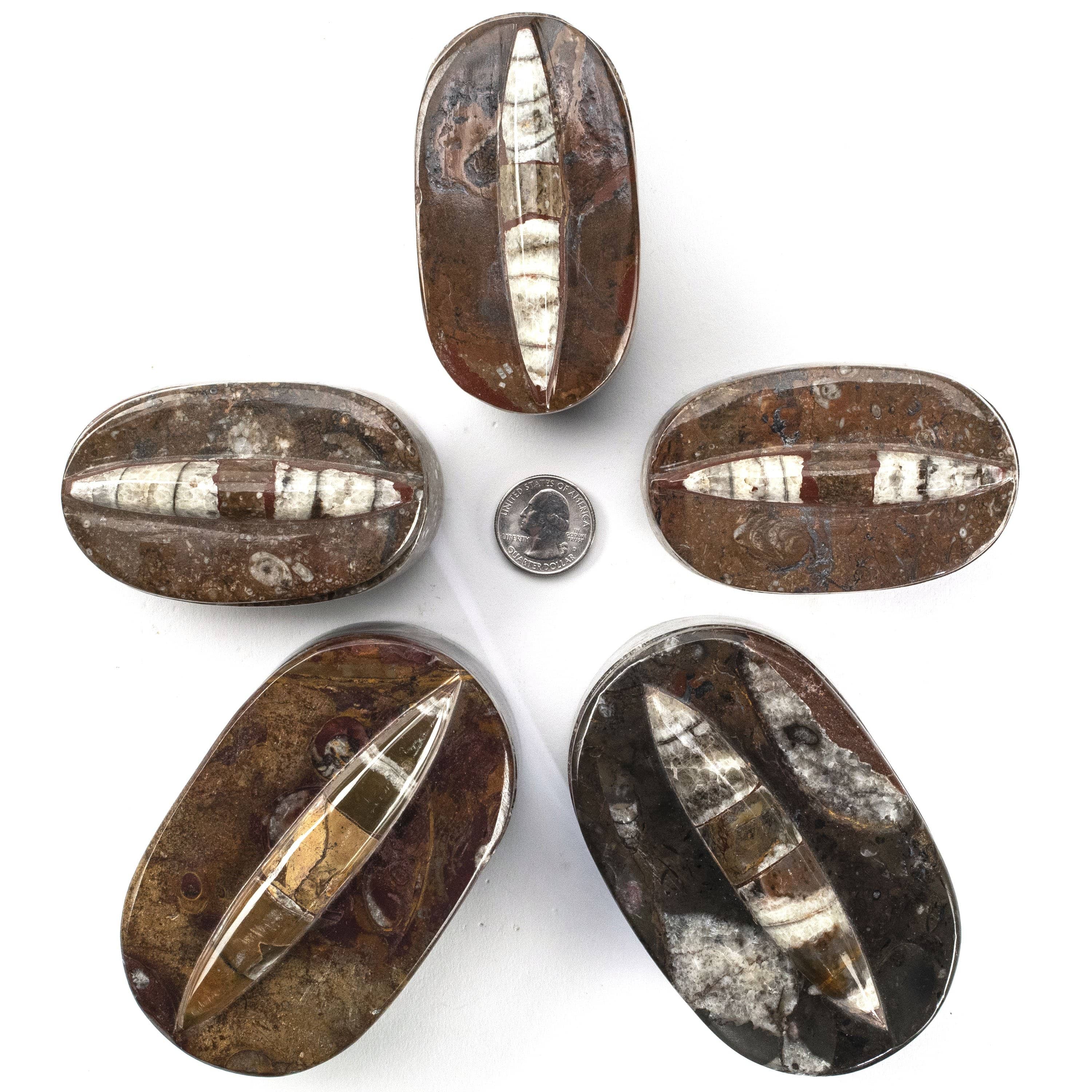 Kalifano Fossils & Minerals SVA-ORO - Oval Orthoceras Box - Morocco SVA-ORO