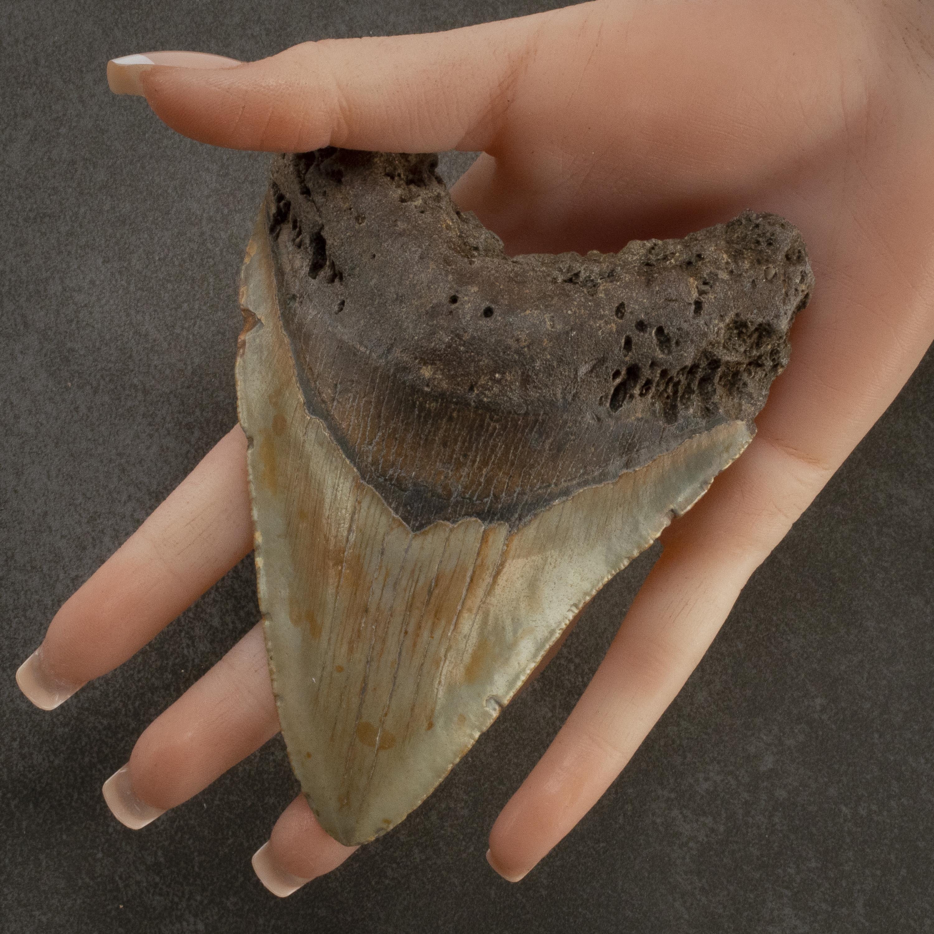 Kalifano Megalodon Teeth Megalodon Tooth from South Carolina - 3.4" ST2000.090