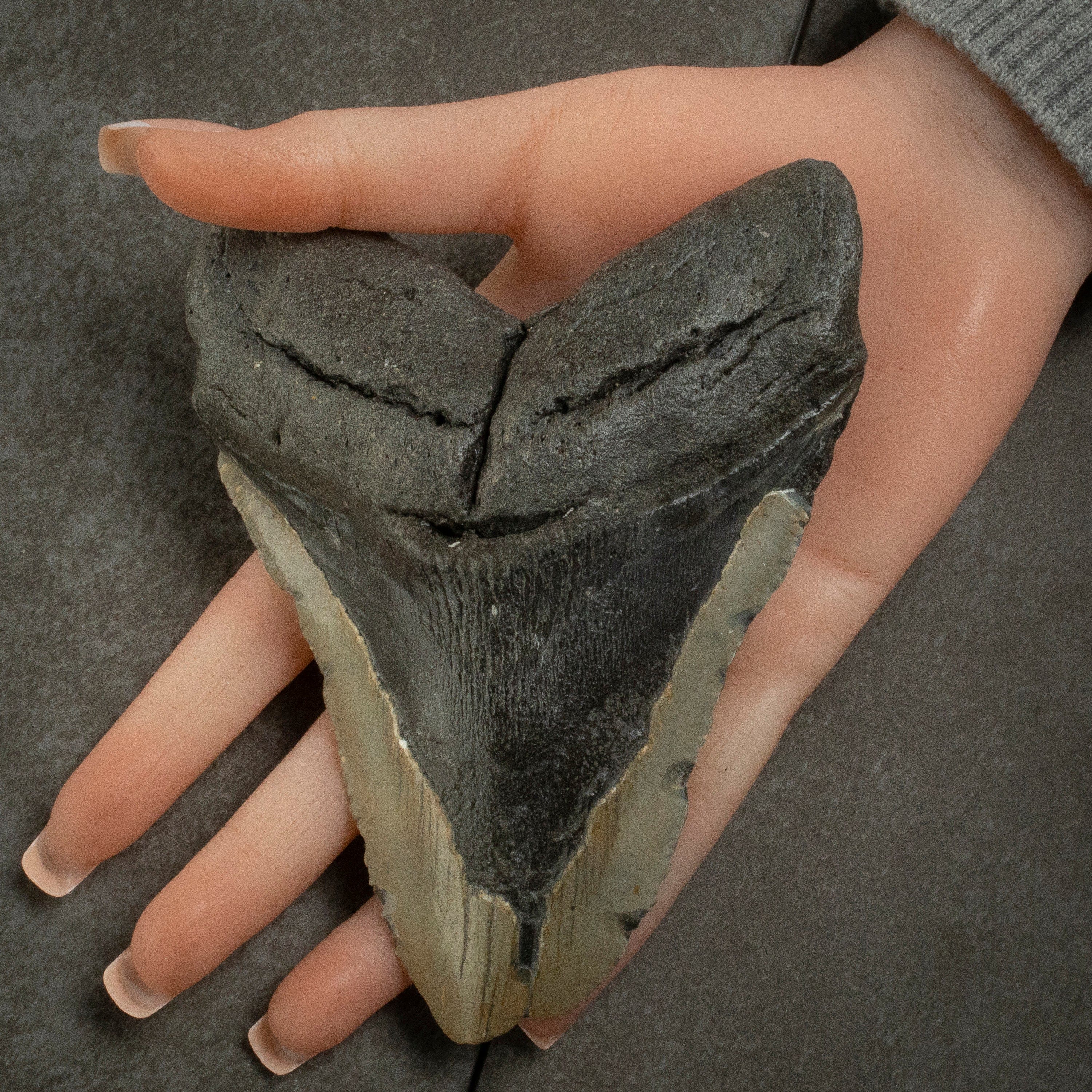 Kalifano Megalodon Teeth Megalodon Tooth from South Carolina - 3.4" ST2000.128