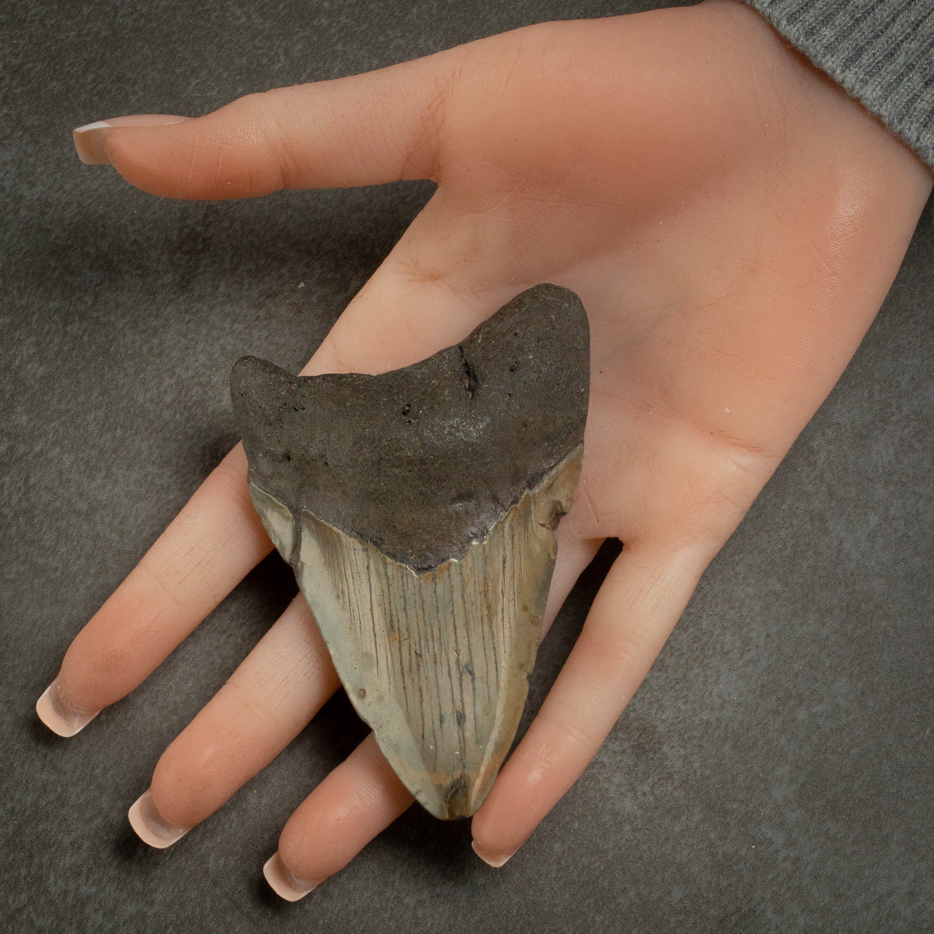 Kalifano Megalodon Teeth Megalodon Tooth from South Carolina - 3.5" ST1400.035