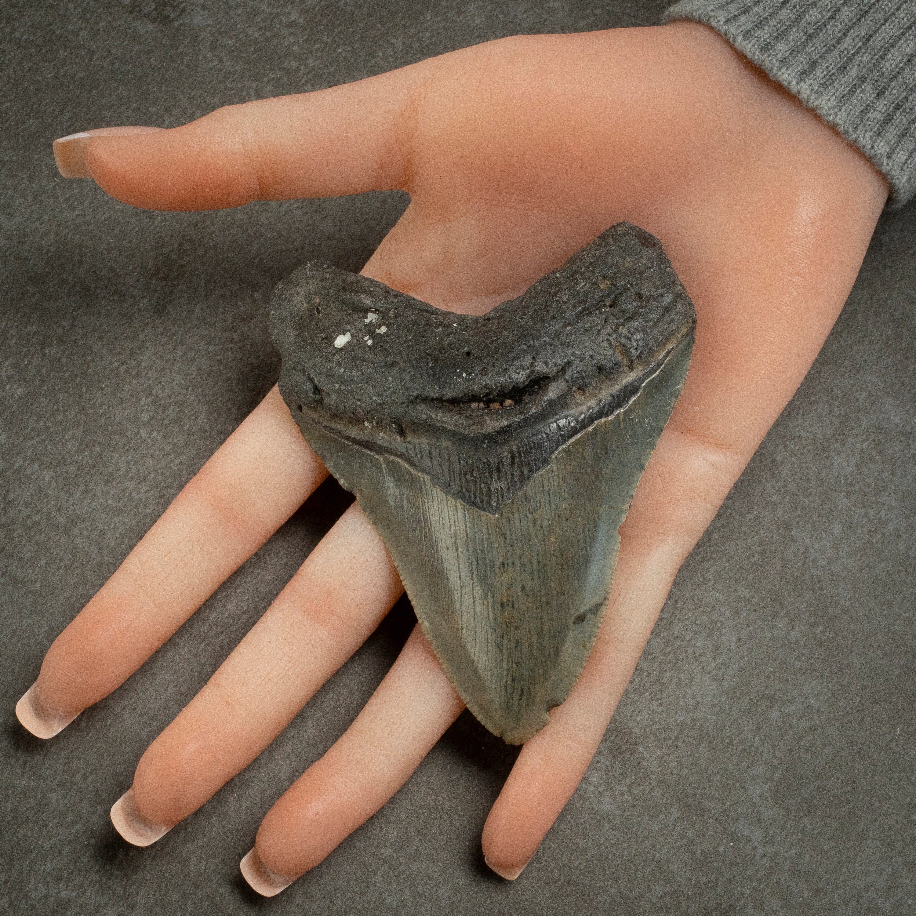 Kalifano Megalodon Teeth Megalodon Tooth from South Carolina - 3.5" ST1400.041