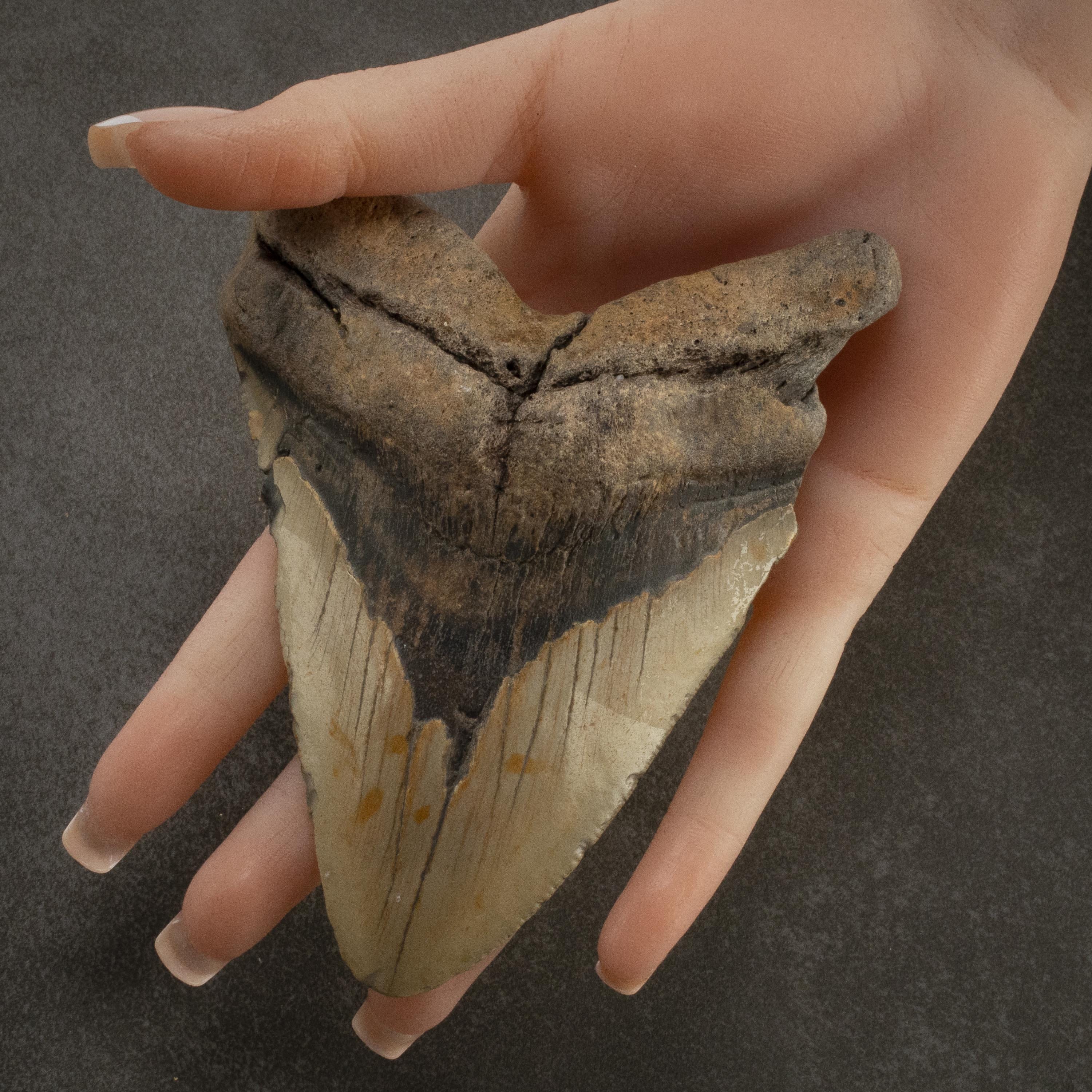 Kalifano Megalodon Teeth Megalodon Tooth from South Carolina - 3.5" ST2000.089