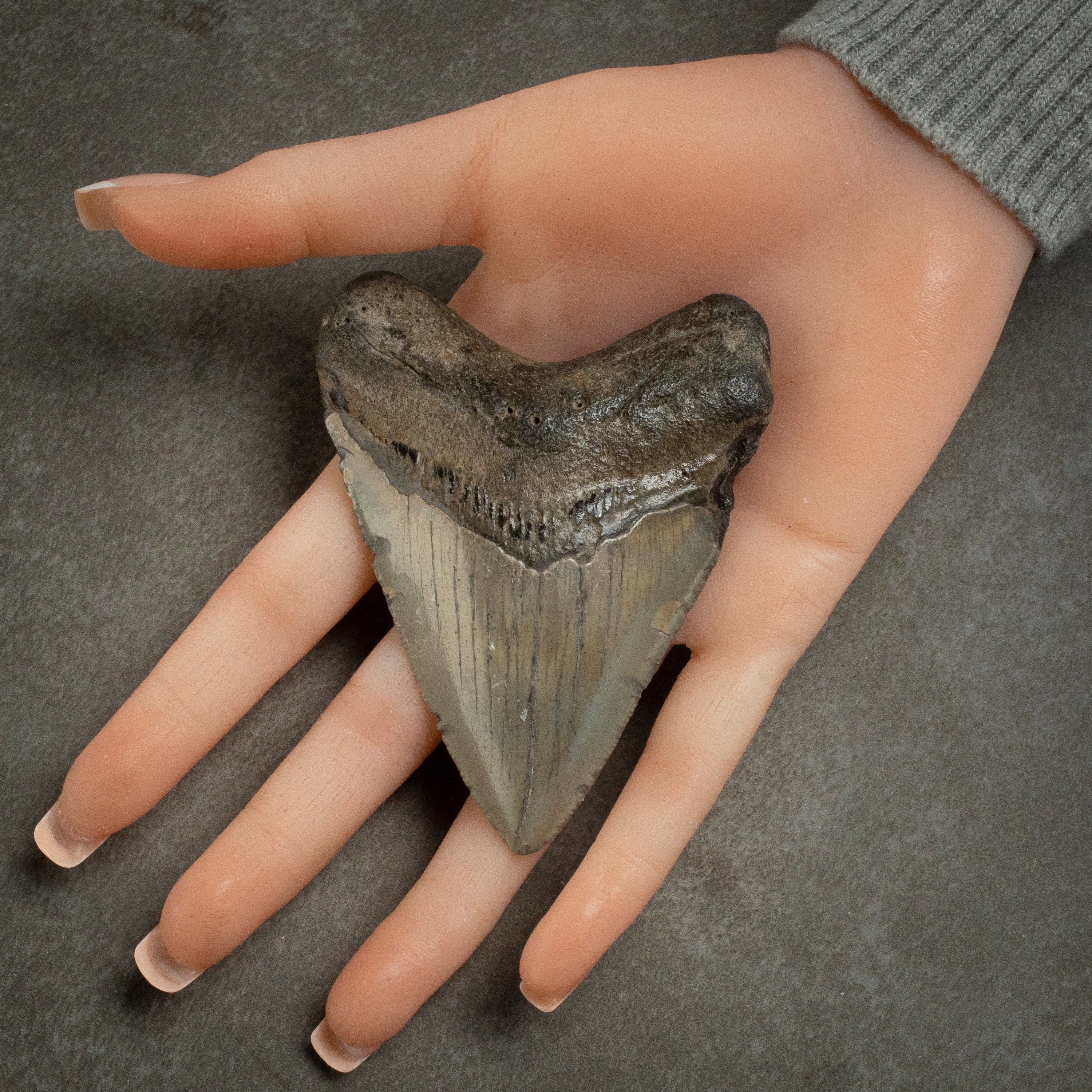 Kalifano Megalodon Teeth Megalodon Tooth from South Carolina - 3.6" ST1400.043