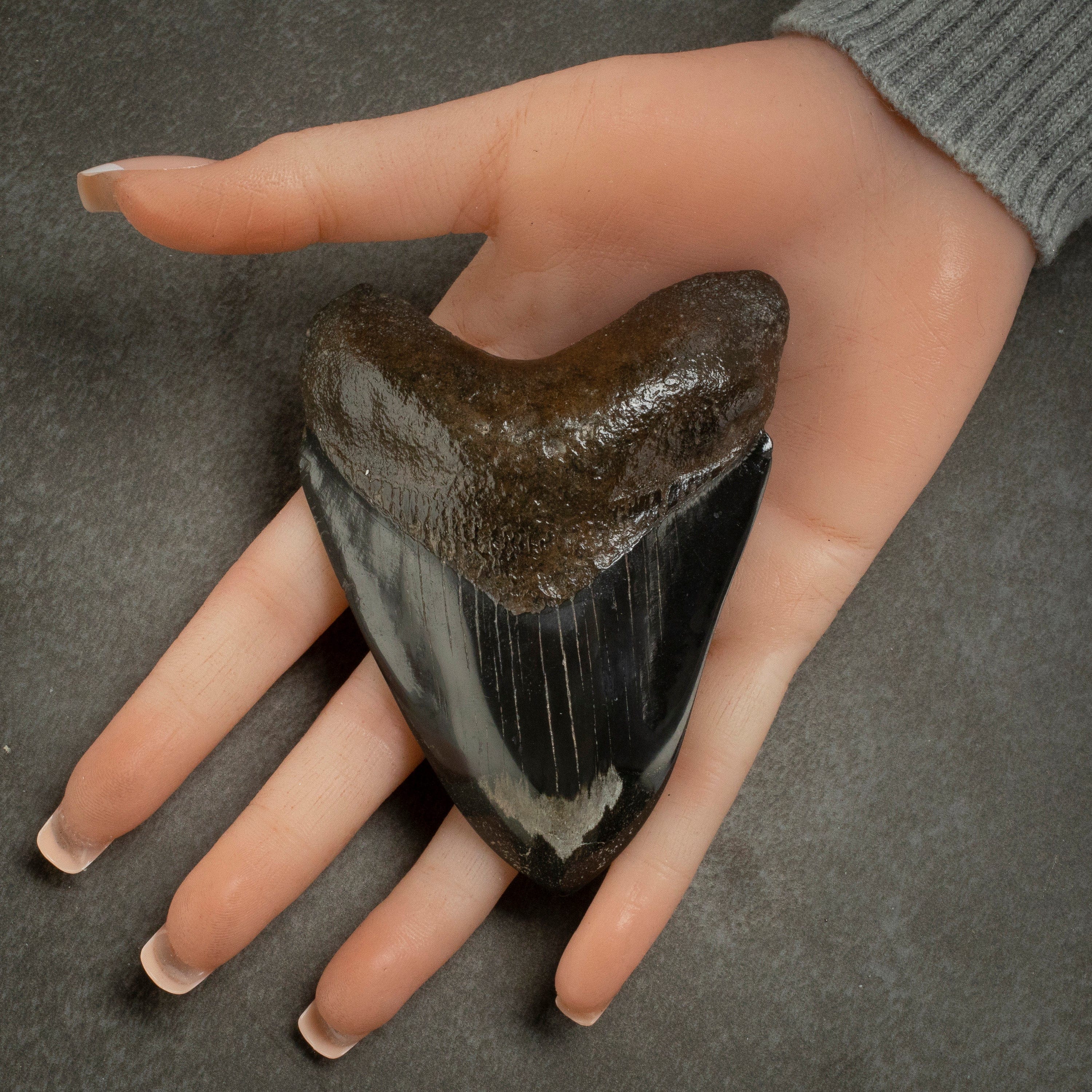 Kalifano Megalodon Teeth Megalodon Tooth from South Carolina - 3.7" ST2000.107