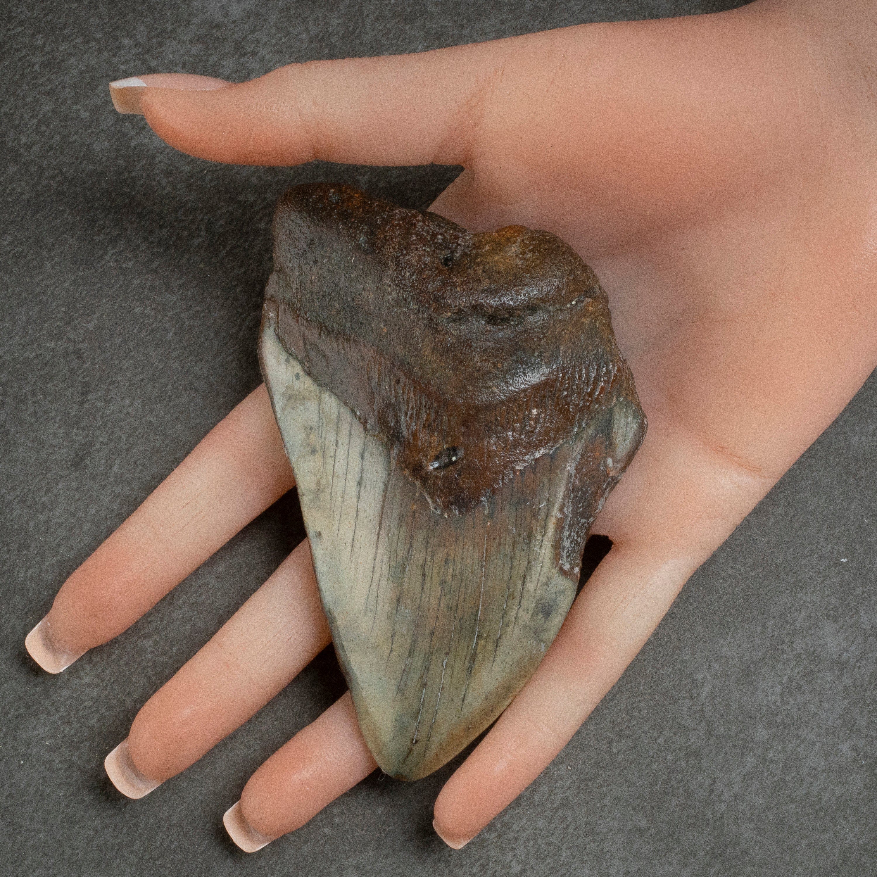 Kalifano Megalodon Teeth Megalodon Tooth from South Carolina - 3.9" ST1100.011