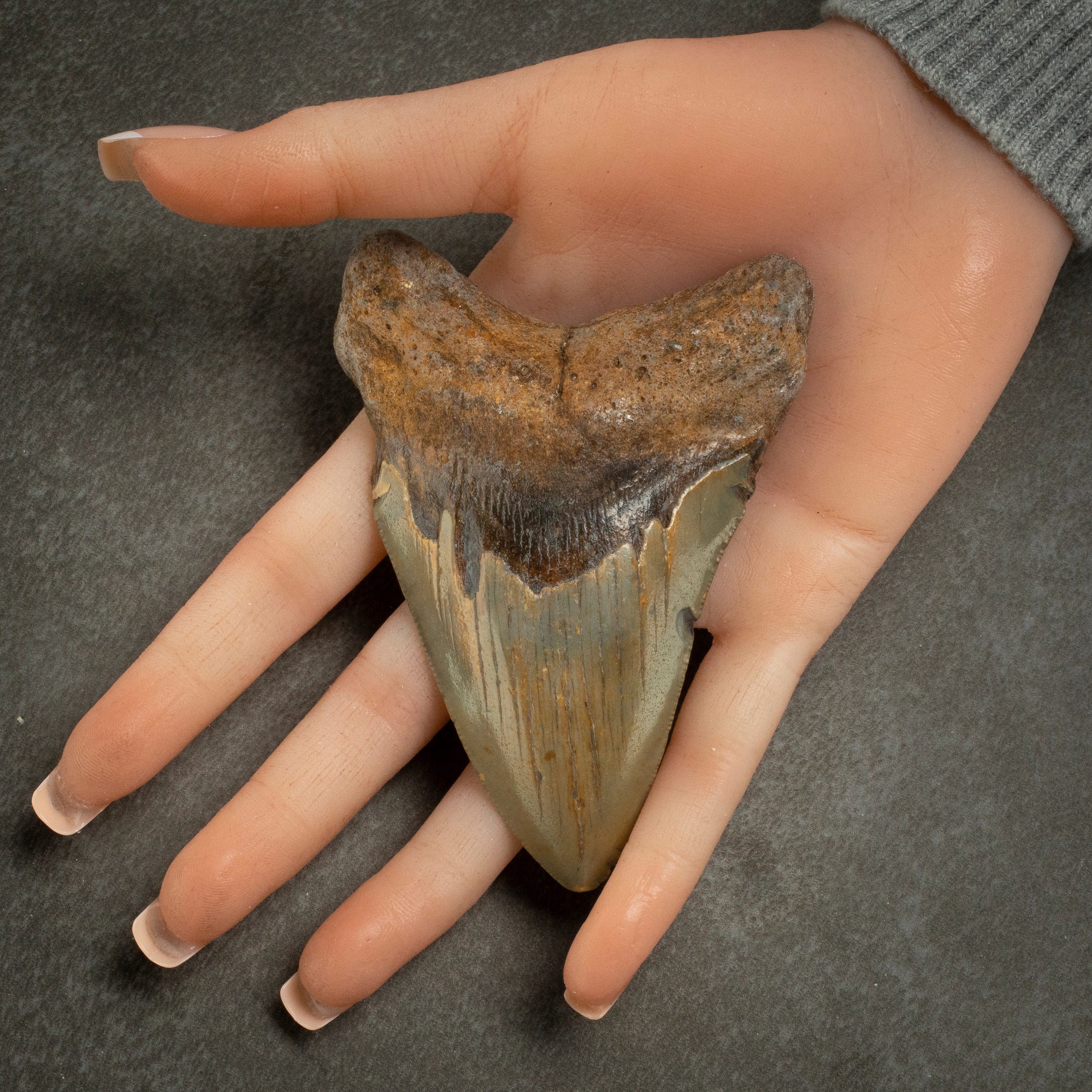 Kalifano Megalodon Teeth Megalodon Tooth from South Carolina - 3.9" ST1600.034