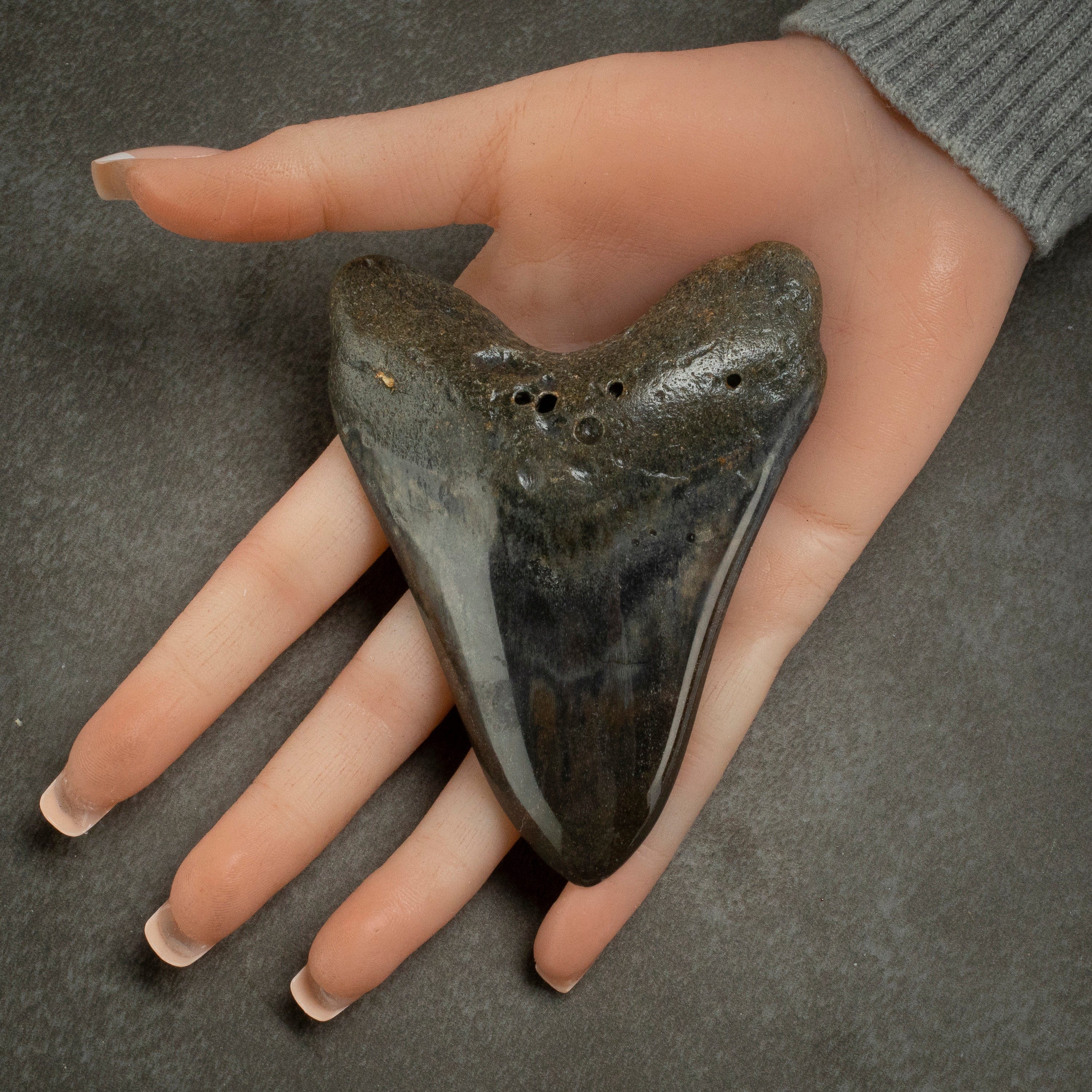 Kalifano Megalodon Teeth Megalodon Tooth from South Carolina - 3.9" ST2000.092