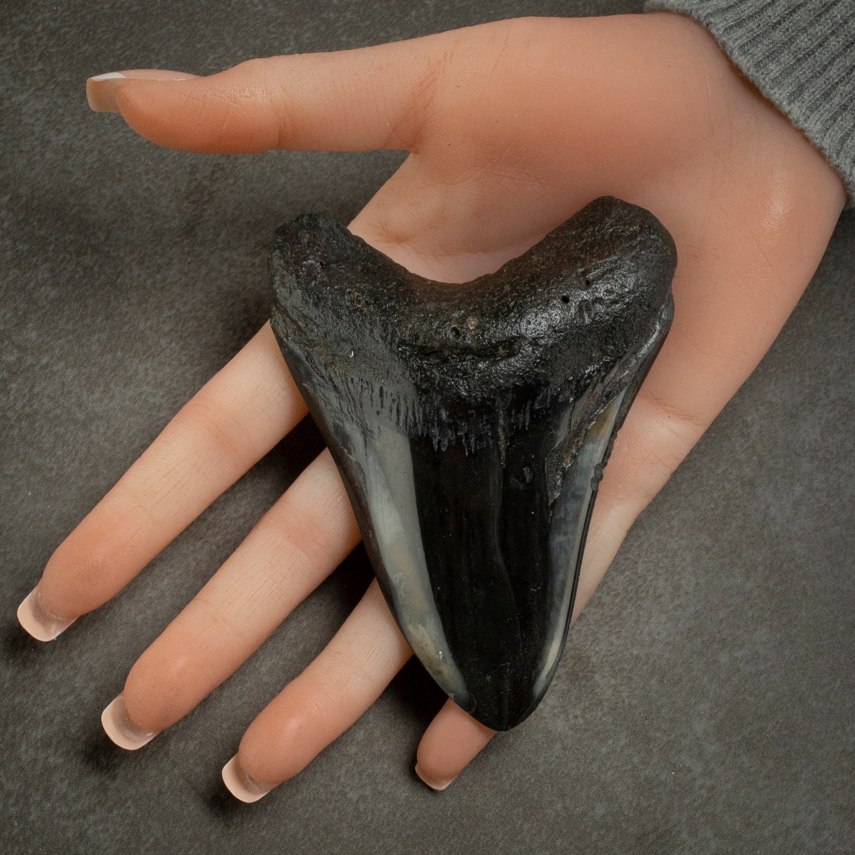 Kalifano Megalodon Teeth Megalodon Tooth from South Carolina - 3.9" ST2000.101