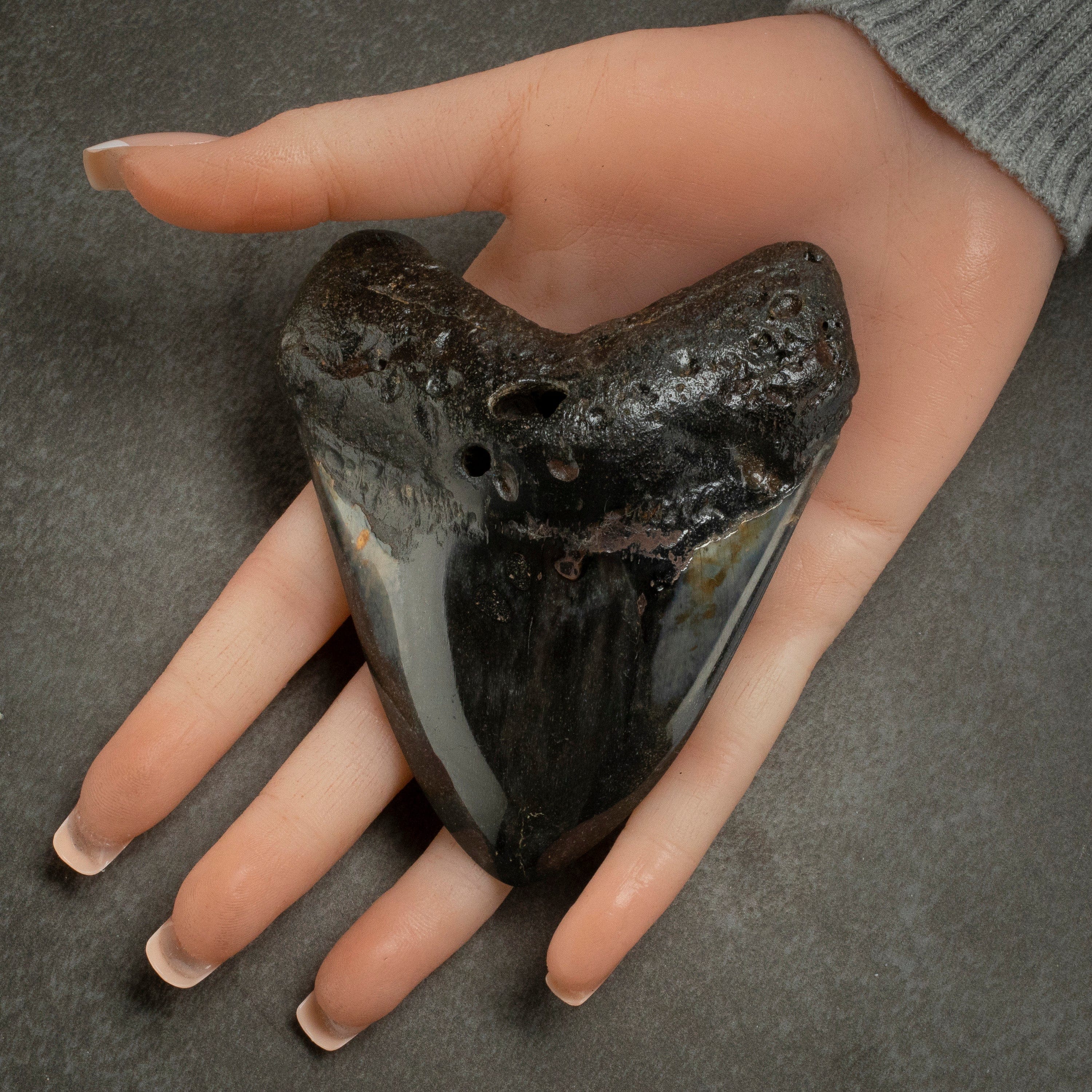 Kalifano Megalodon Teeth Megalodon Tooth from South Carolina - 3.9" ST2000.115