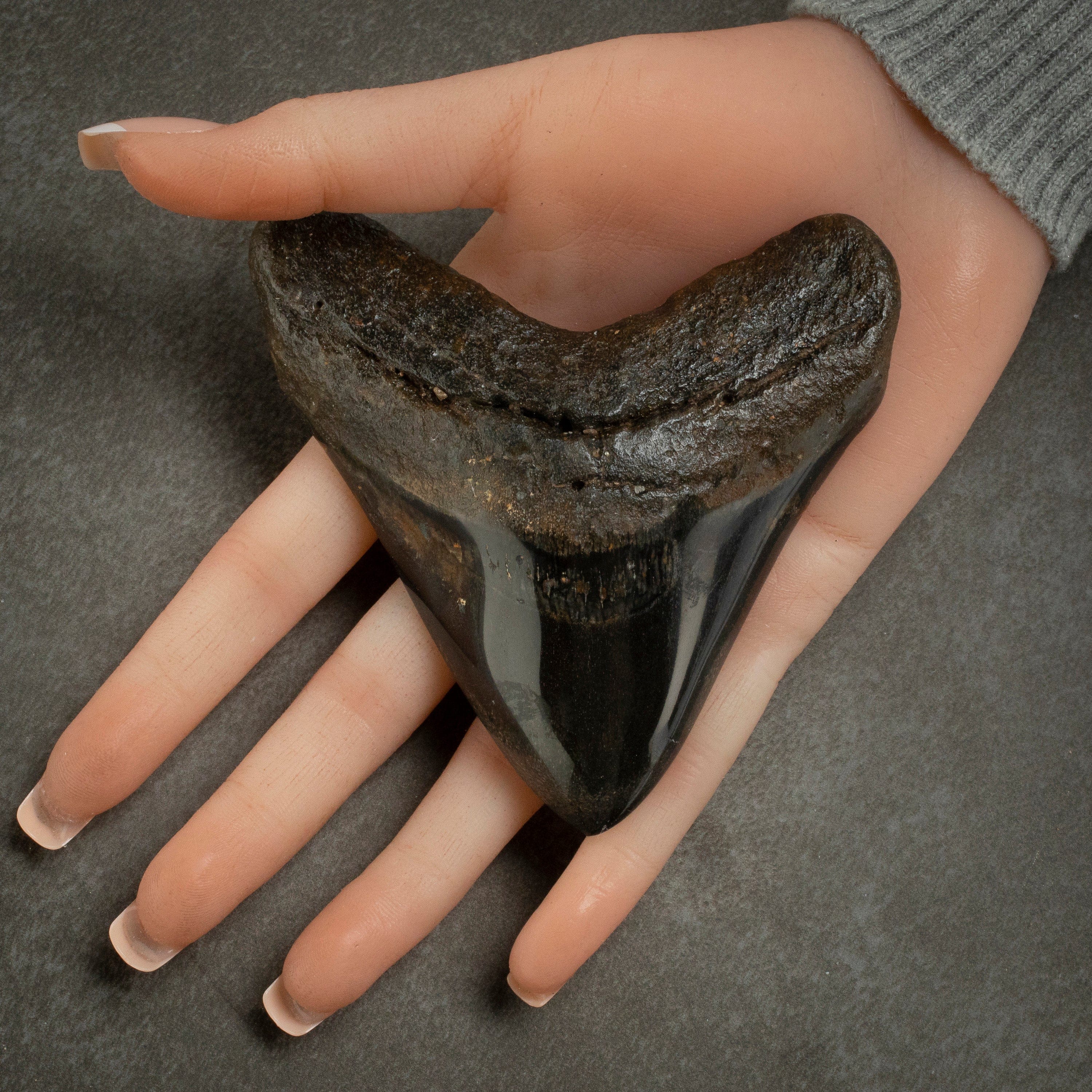 Kalifano Megalodon Teeth Megalodon Tooth from South Carolina - 4.0" ST2000.105