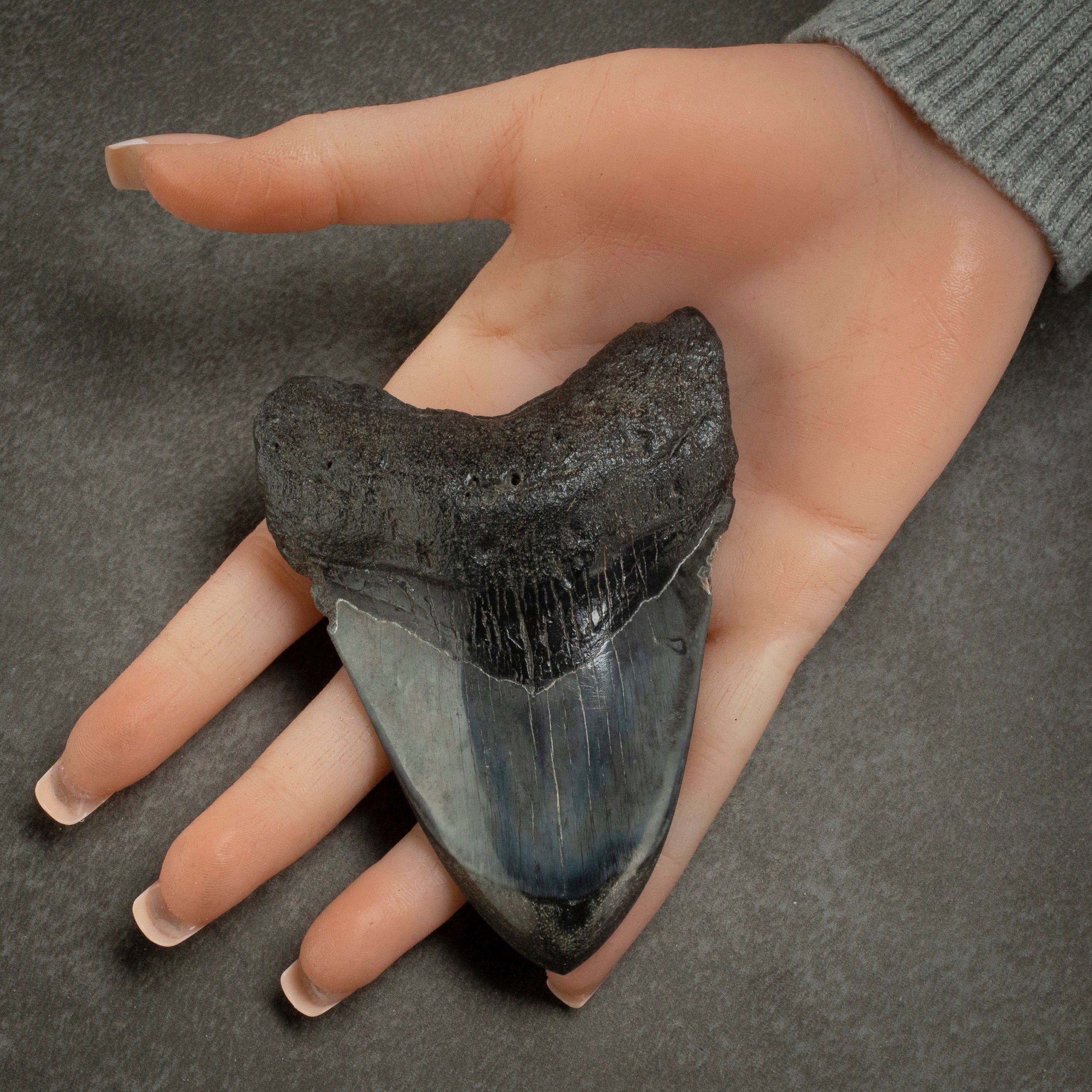 Kalifano Megalodon Teeth Megalodon Tooth from South Carolina - 4.0" ST2000.125