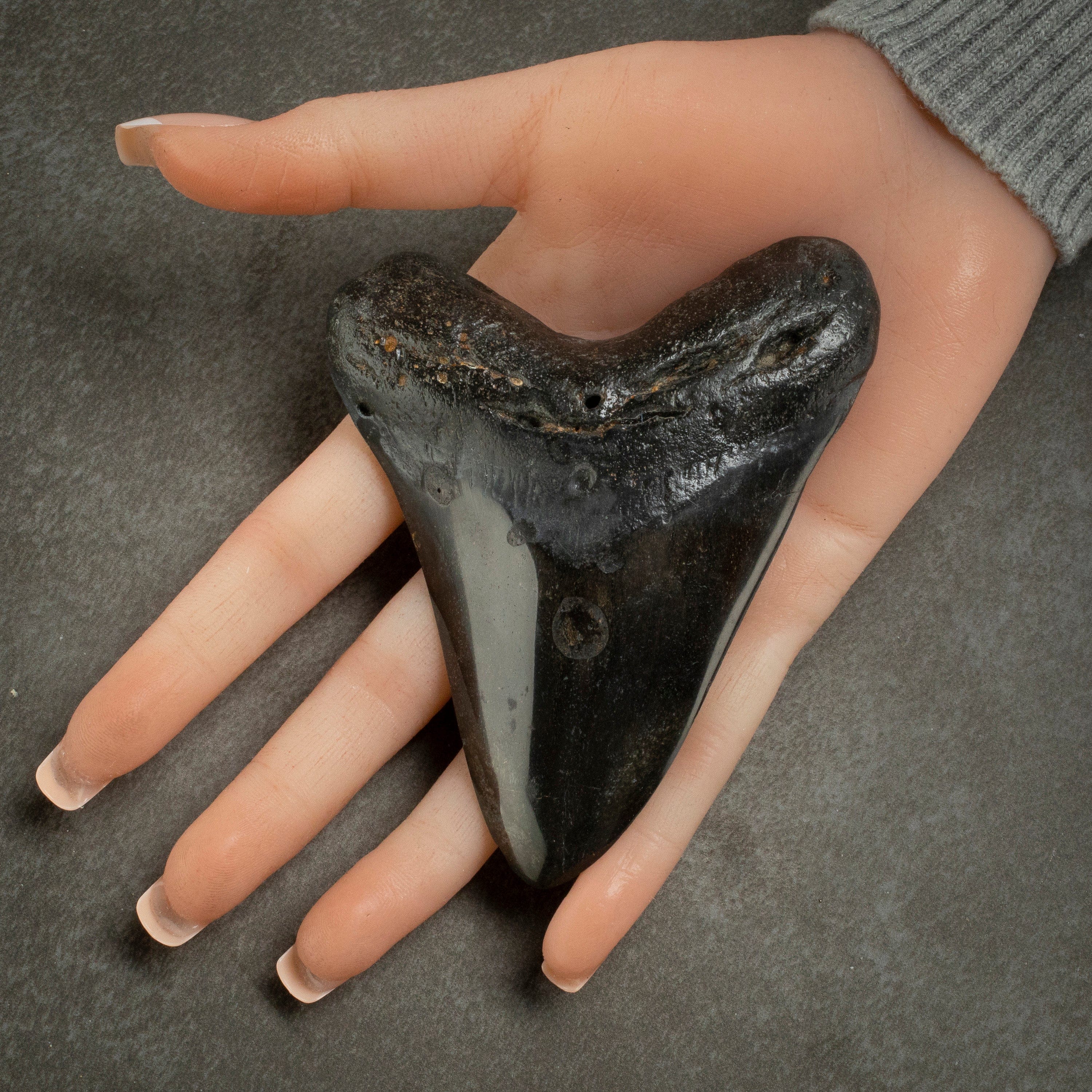 Kalifano Megalodon Teeth Megalodon Tooth from South Carolina - 4.1" ST2000.098