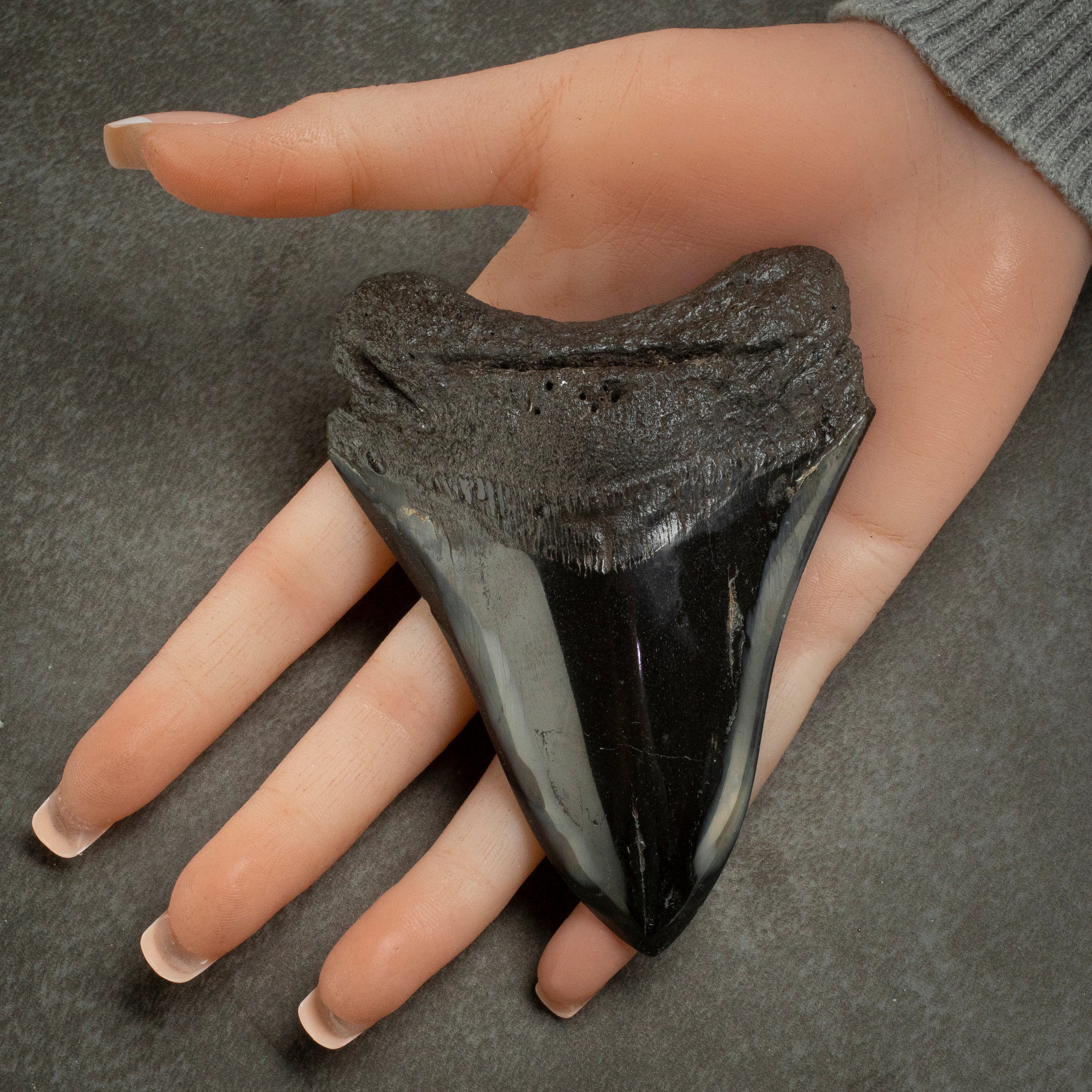 Kalifano Megalodon Teeth Megalodon Tooth from South Carolina - 4.1" ST2000.102