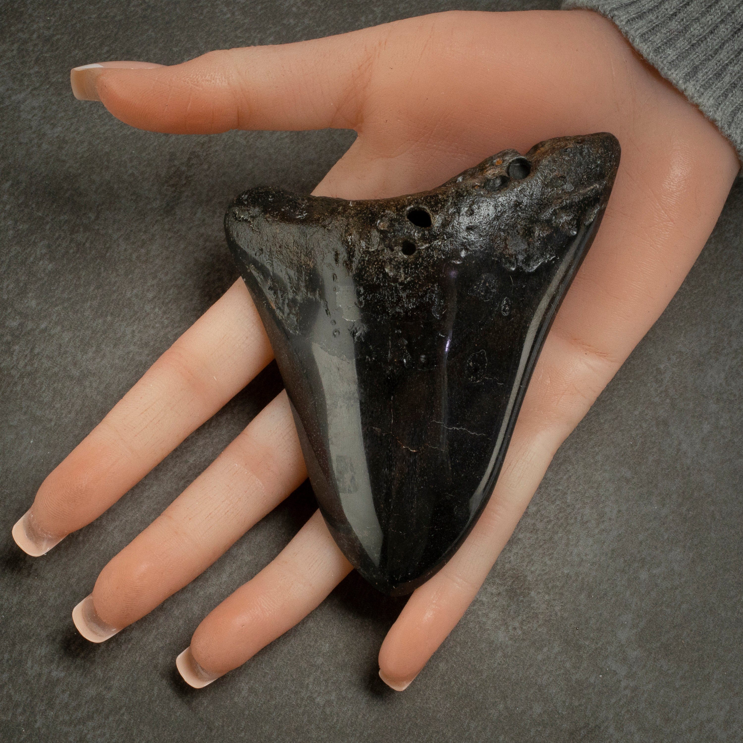 Kalifano Megalodon Teeth Megalodon Tooth from South Carolina - 4.1" ST2000.103