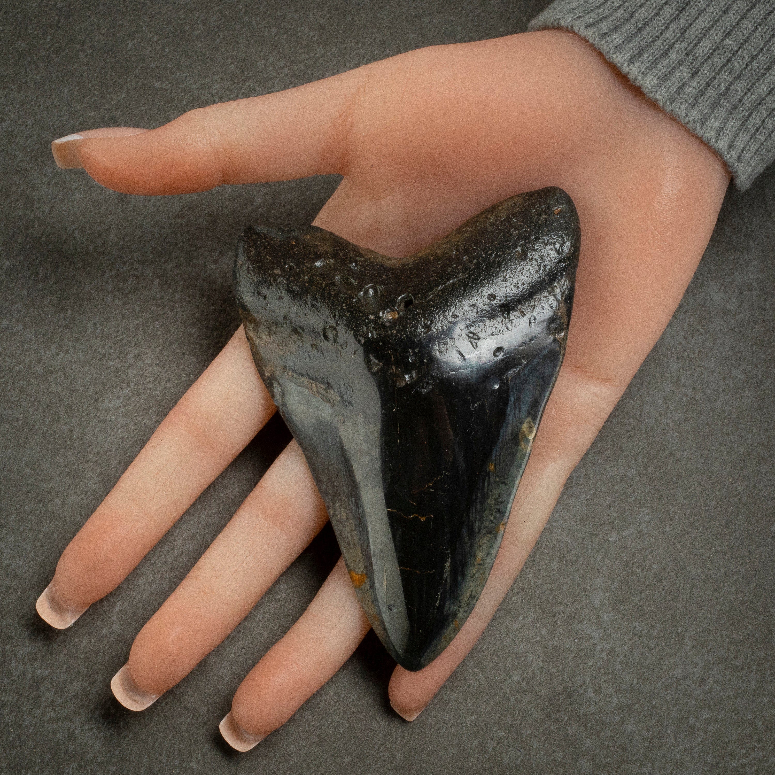 Kalifano Megalodon Teeth Megalodon Tooth from South Carolina - 4.1" ST2000.124