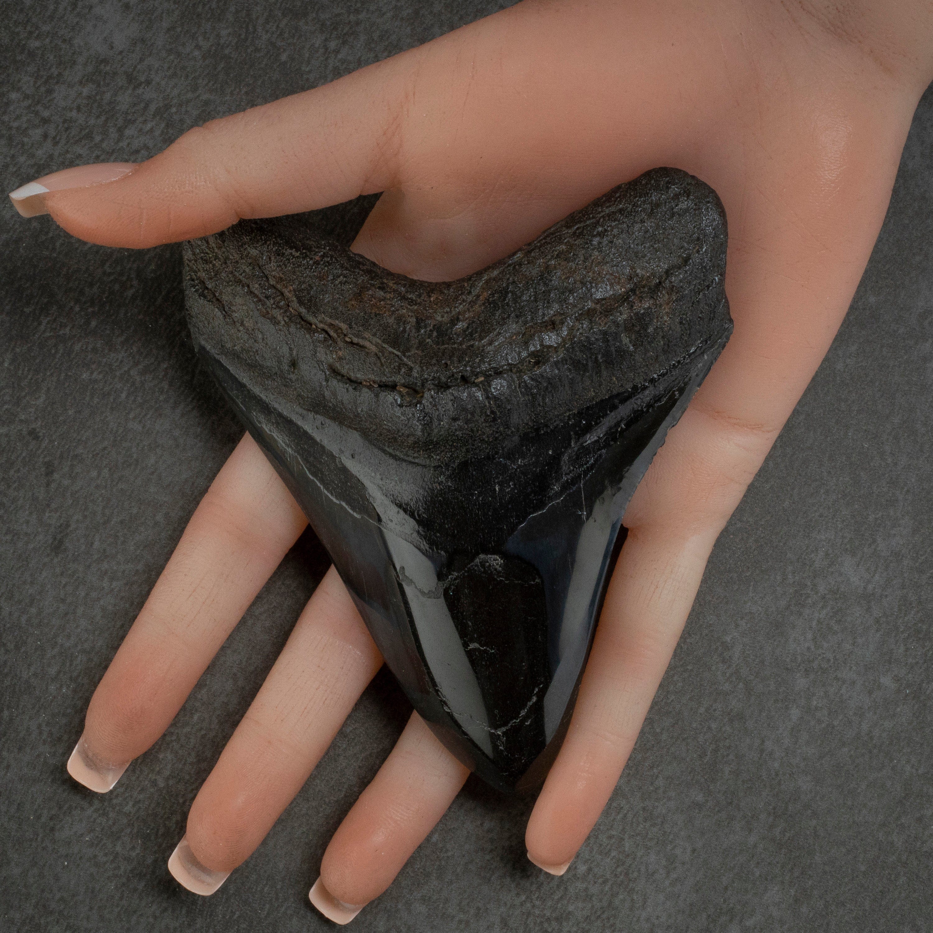 Kalifano Megalodon Teeth Megalodon Tooth from South Carolina - 4.3" ST2000.104