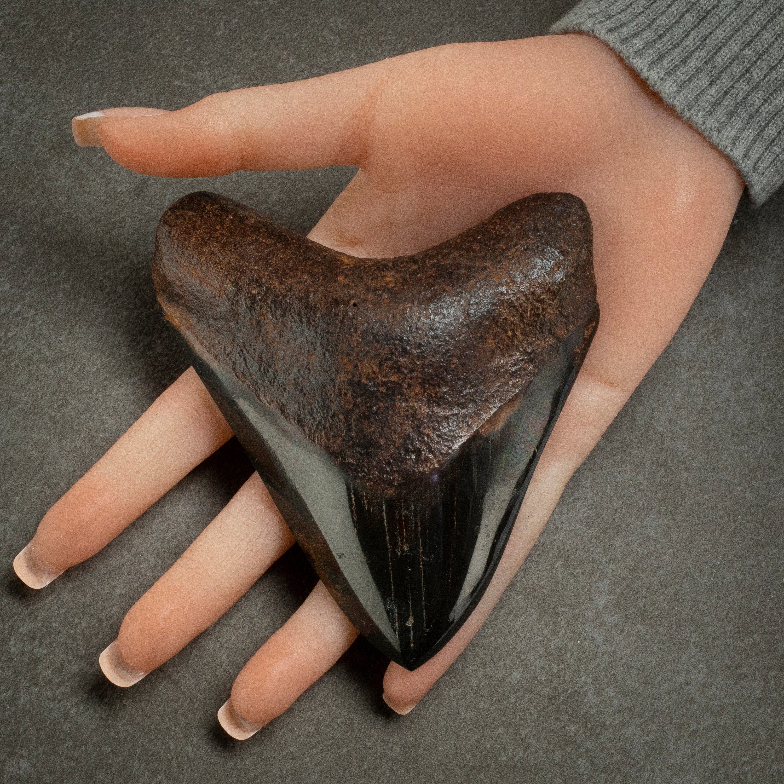 Kalifano Megalodon Teeth Megalodon Tooth from South Carolina - 4.3" ST2000.119