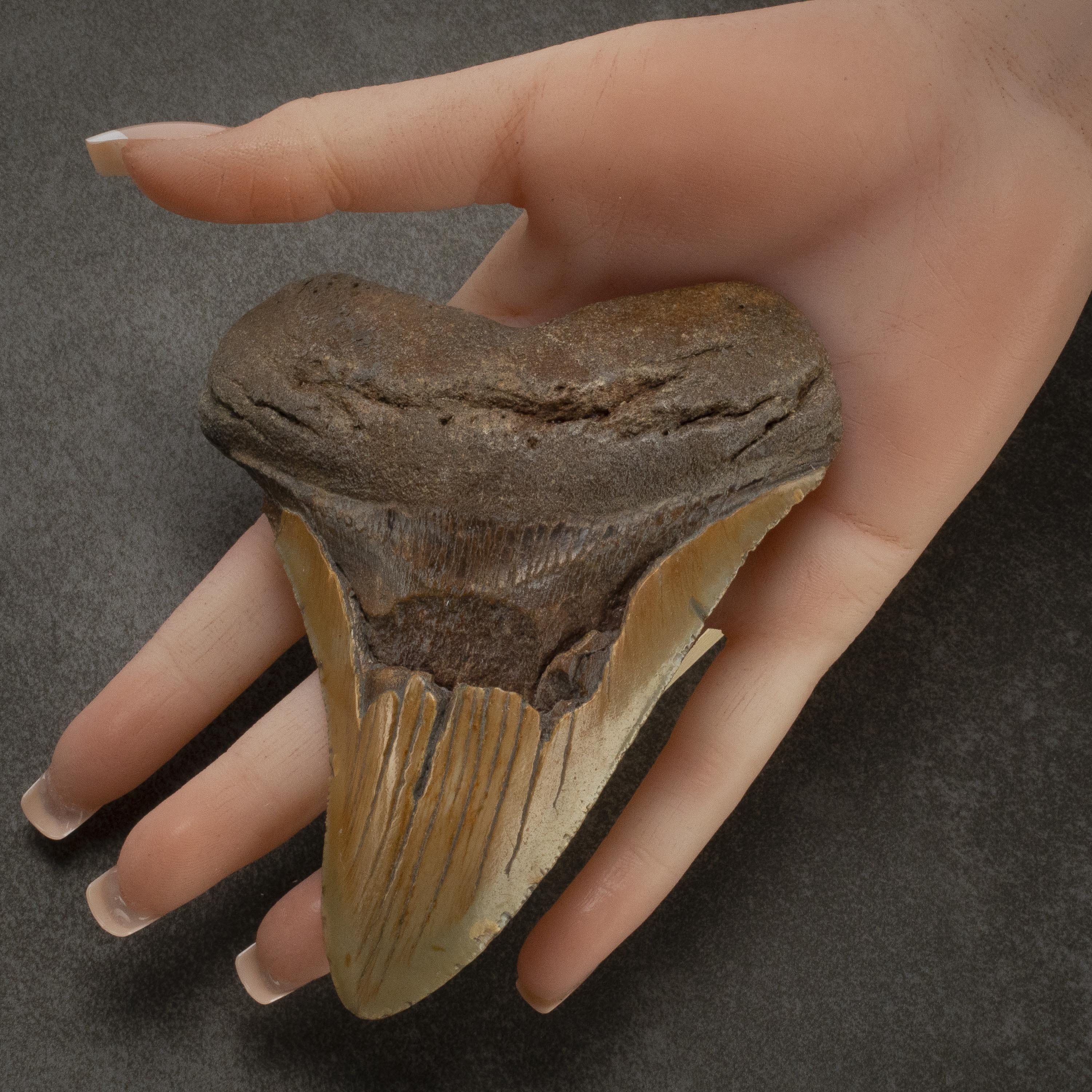 Kalifano Megalodon Teeth Megalodon Tooth from South Carolina - 4.6" ST2000.072