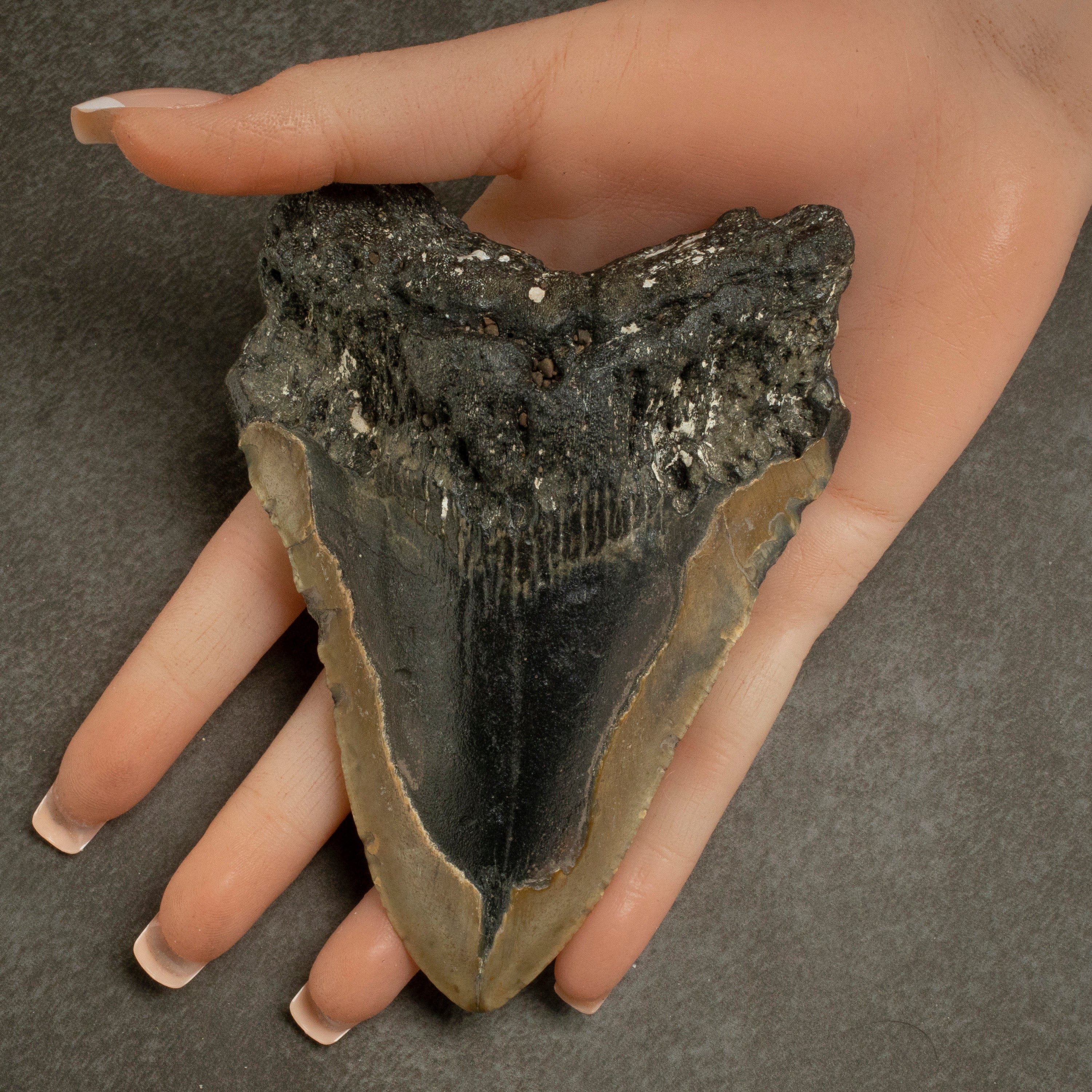 Kalifano Megalodon Teeth Megalodon Tooth from South Carolina - 4.7" ST1300.009