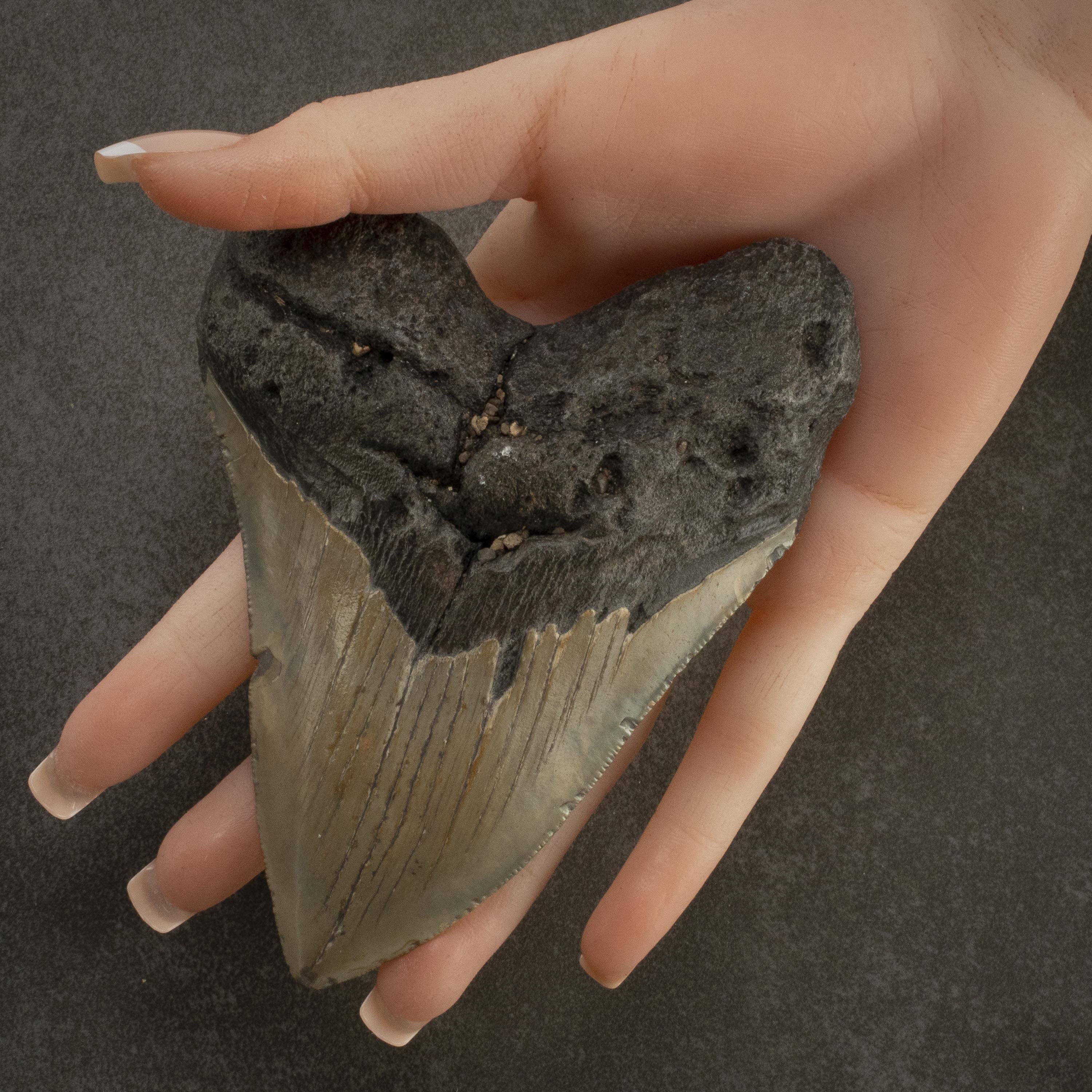 Kalifano Megalodon Teeth Megalodon Tooth from South Carolina - 4.9" ST3200.024