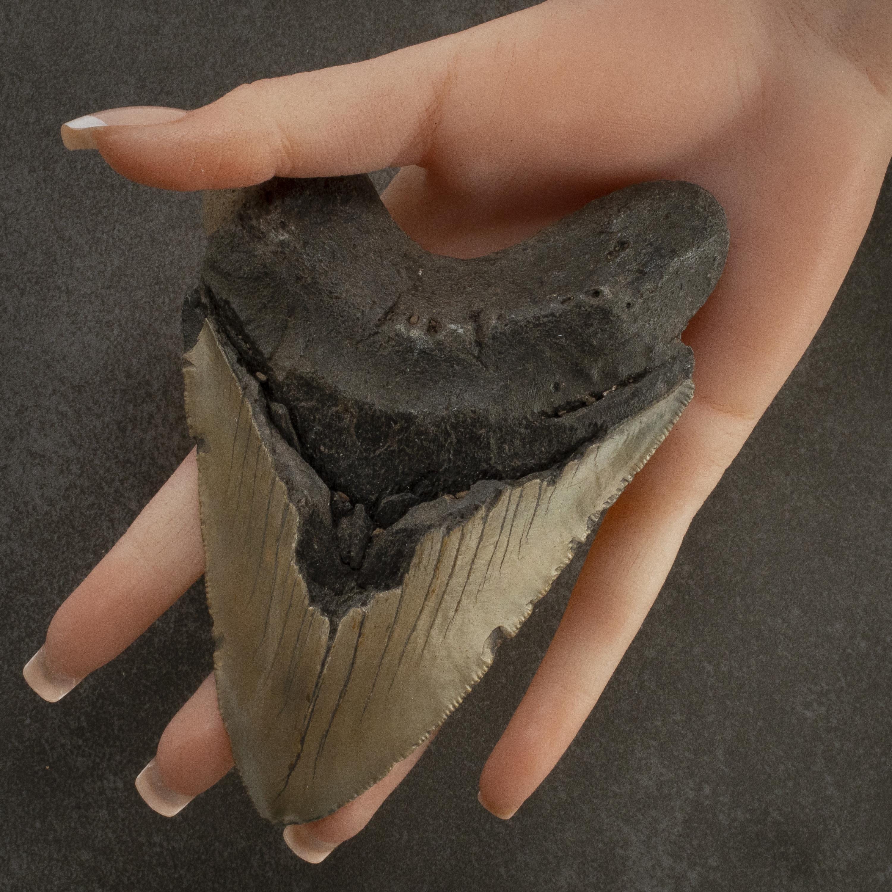 Kalifano Megalodon Teeth Megalodon Tooth from South Carolina - 5.1" ST3200.023