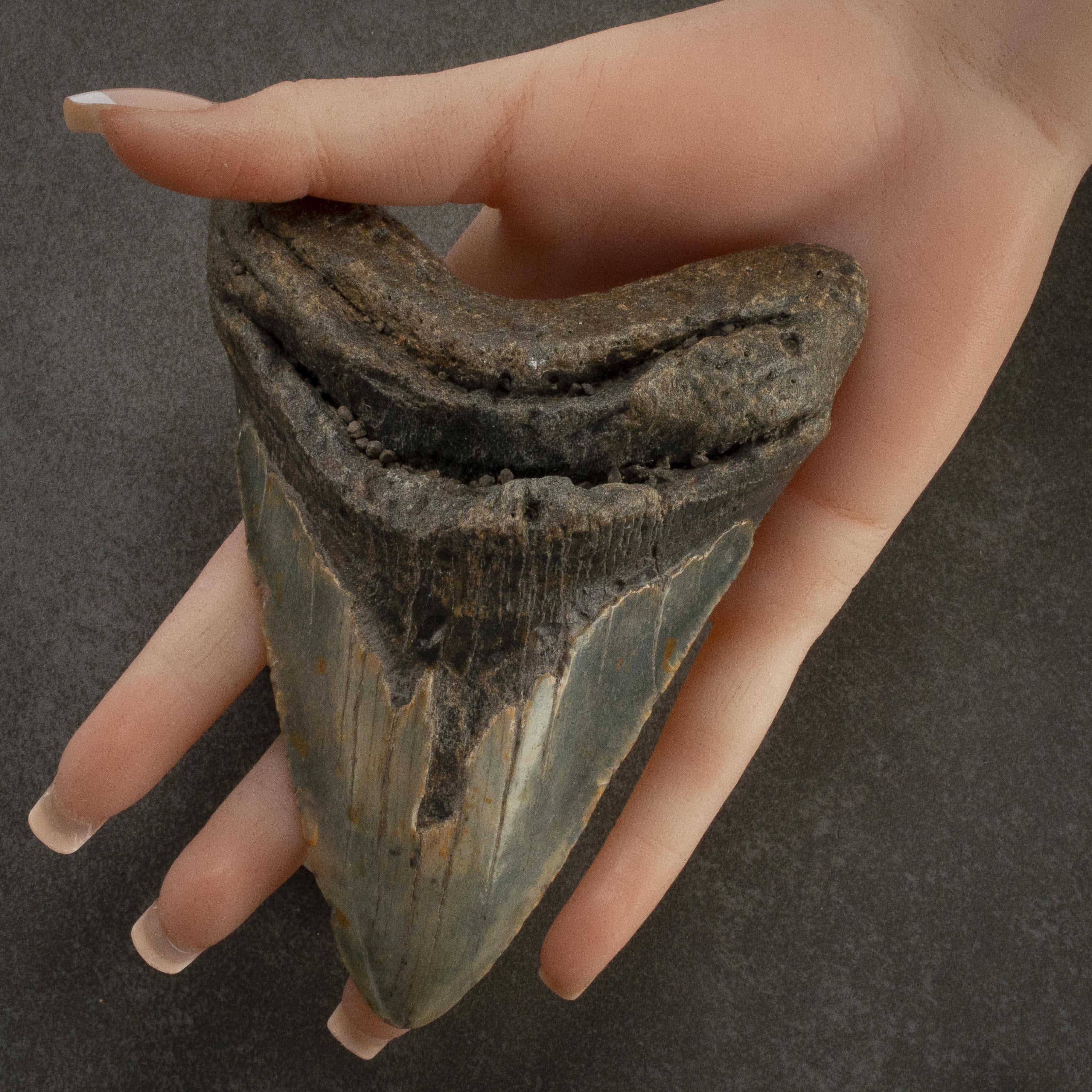 Kalifano Megalodon Teeth Megalodon Tooth from South Carolina - 5.18" ST3200.018