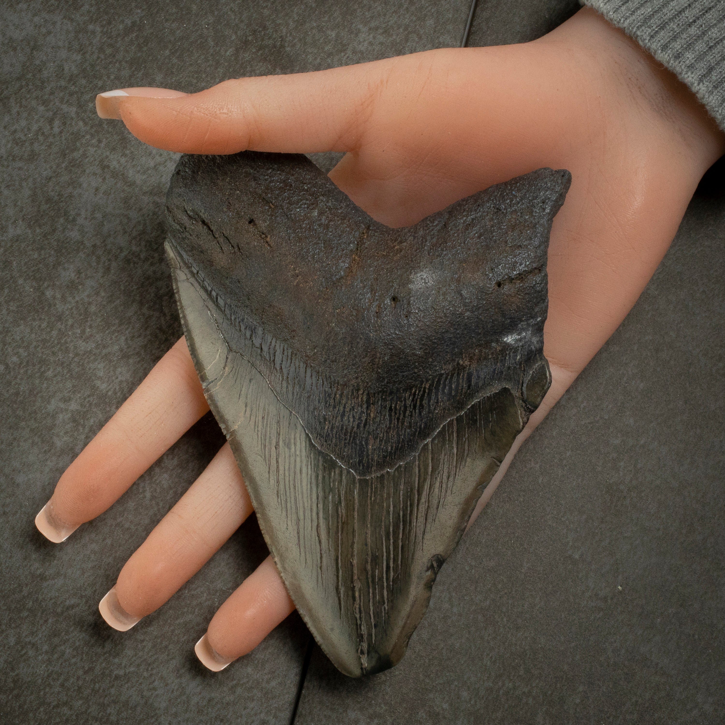 Kalifano Megalodon Teeth Megalodon Tooth from South Carolina - 5.2" ST2000.129