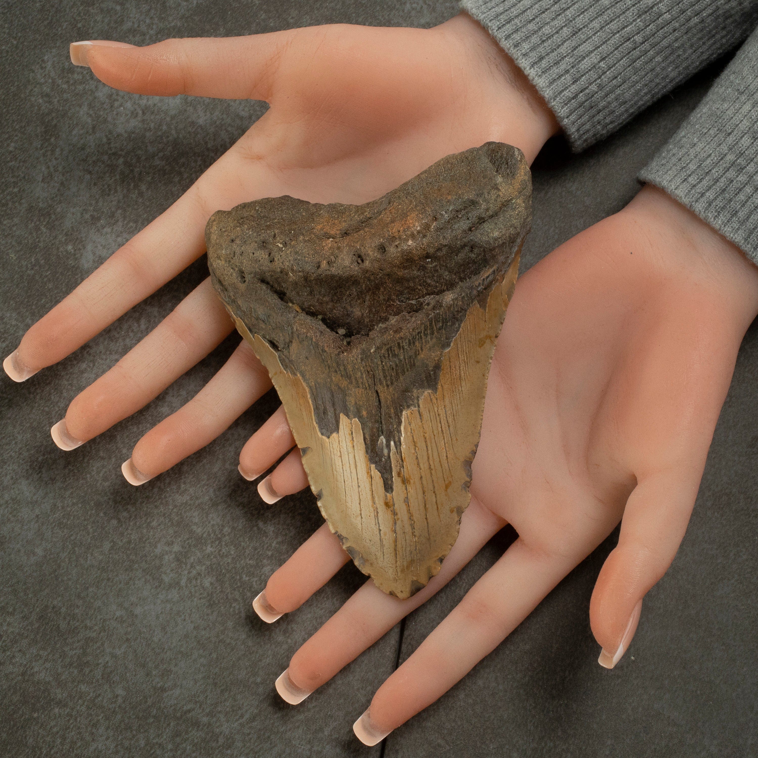 Kalifano Megalodon Teeth Megalodon Tooth from South Carolina - 5.4" ST2000.132