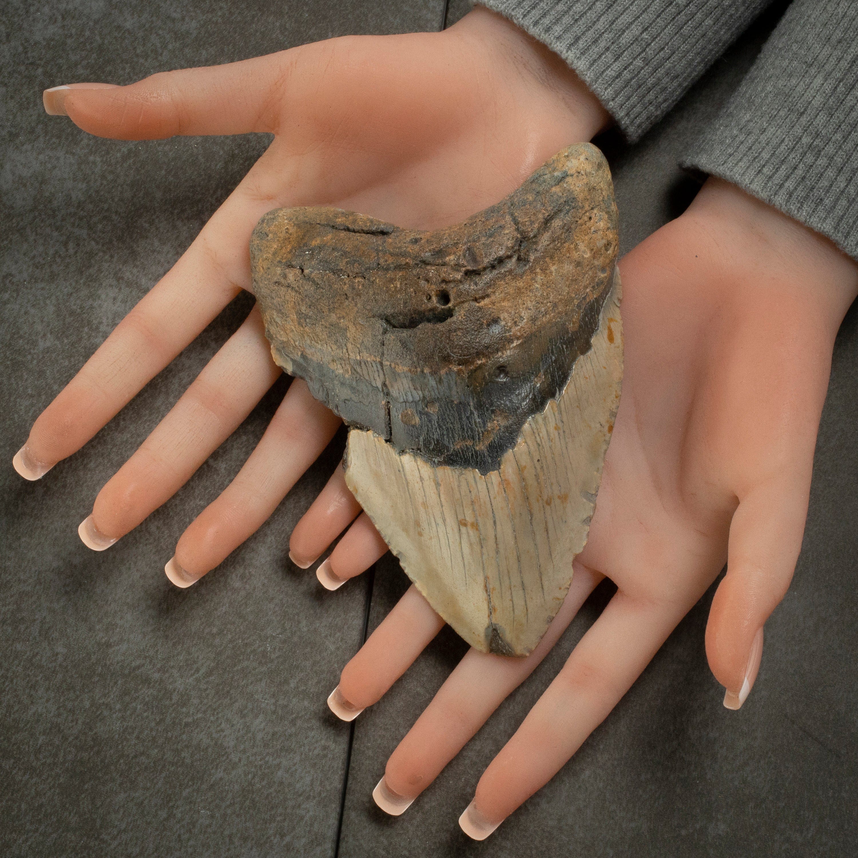 Kalifano Megalodon Teeth Megalodon Tooth from South Carolina - 5.4" ST2600.008