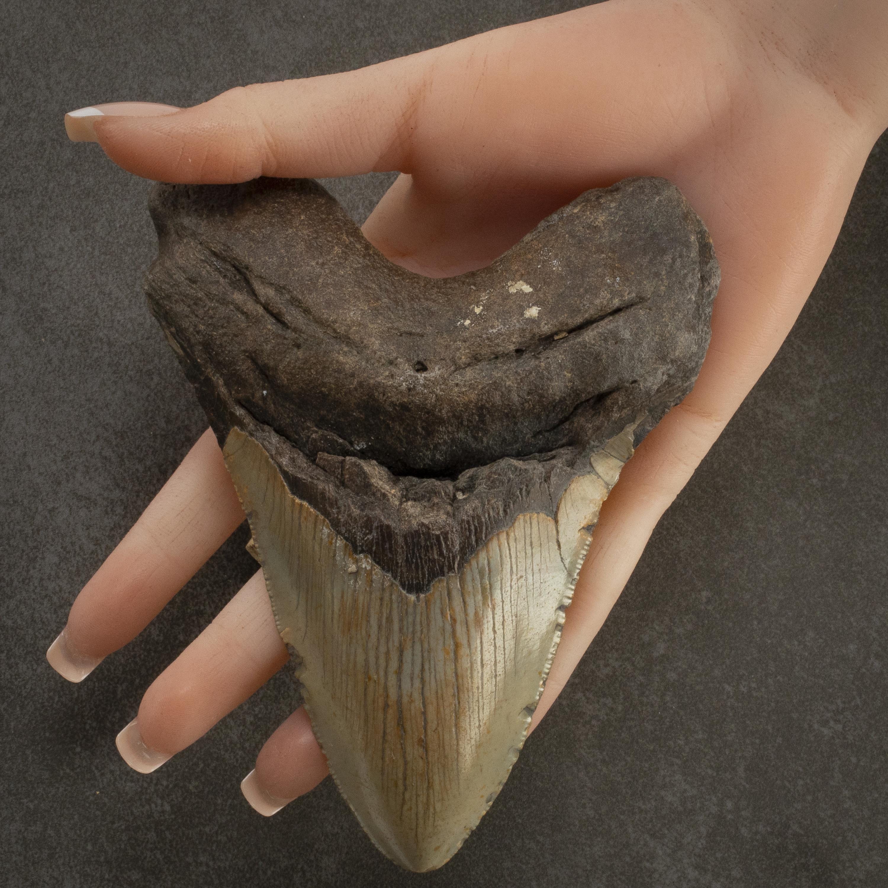 Kalifano Megalodon Teeth Megalodon Tooth from South Carolina - 5.4" ST3200.021