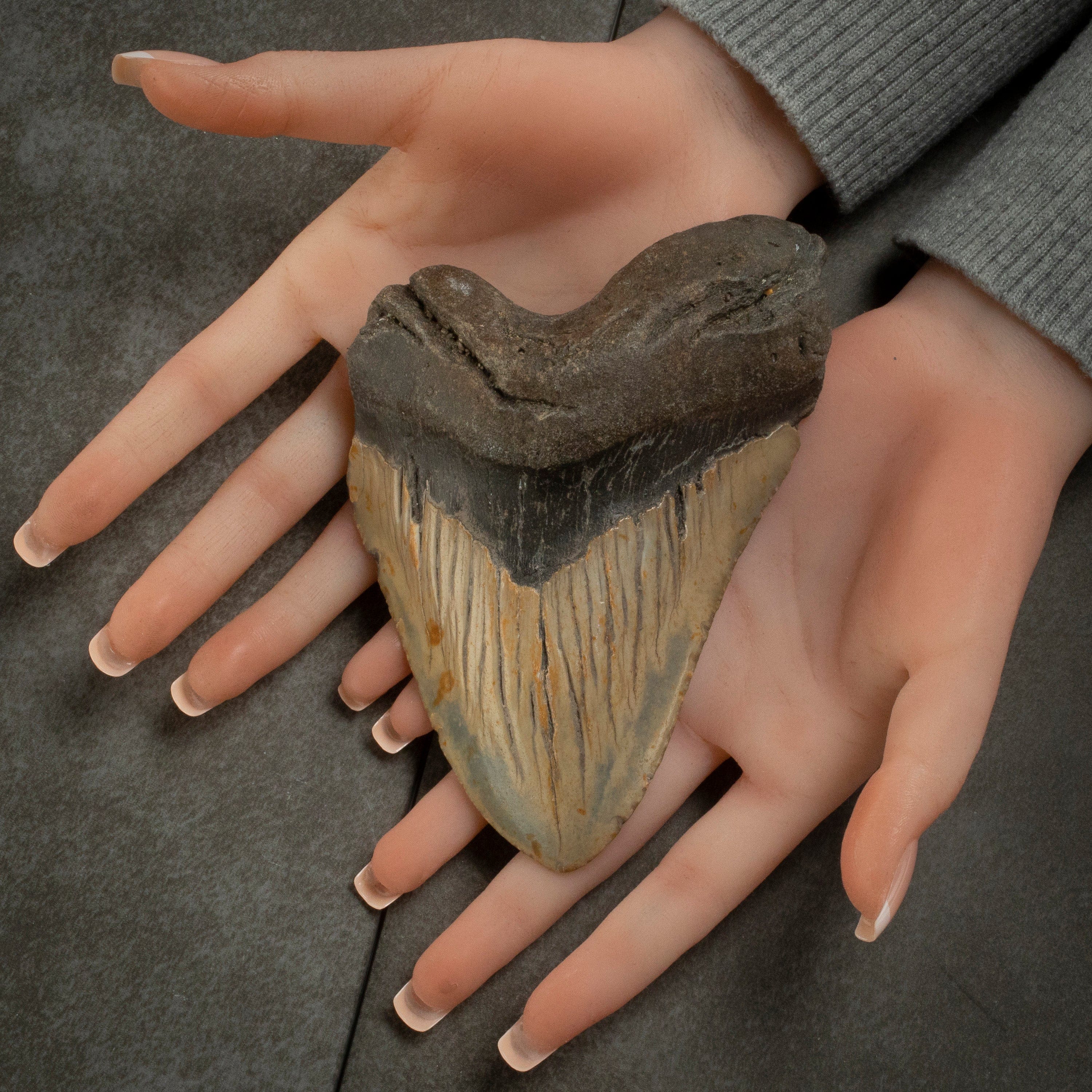 Kalifano Megalodon Teeth Megalodon Tooth from South Carolina - 5.5" ST2800.002