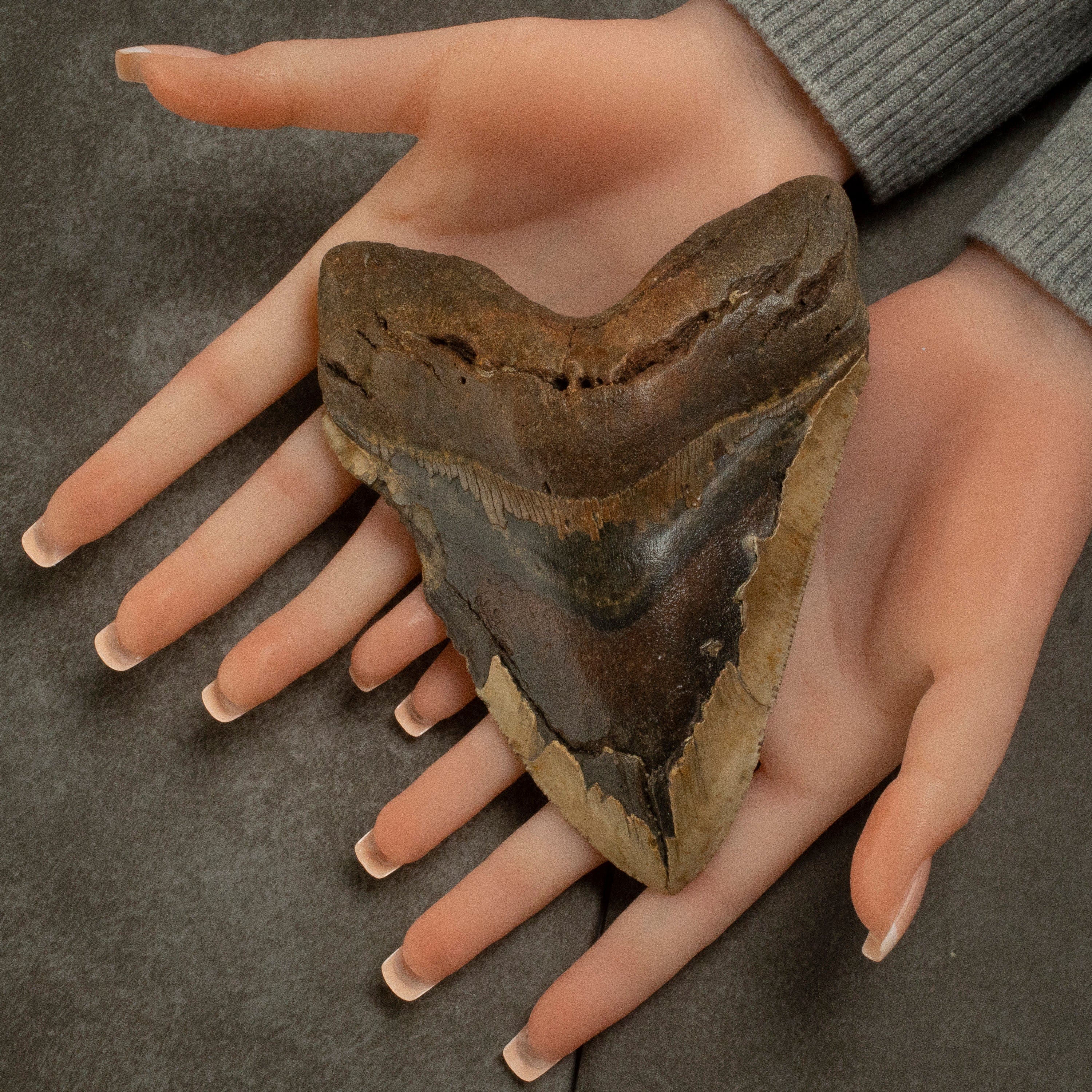 Kalifano Megalodon Teeth Megalodon Tooth from South Carolina - 5.6" ST2100.008