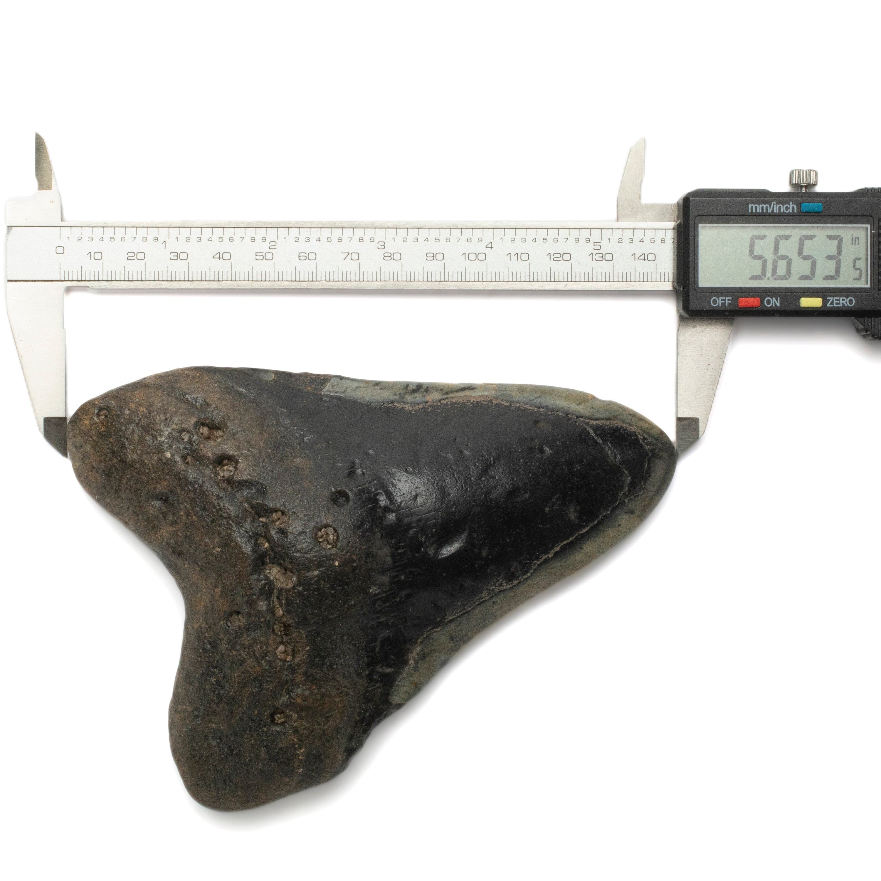 Kalifano Megalodon Teeth Megalodon Tooth from South Carolina - 5.6" ST2300.002