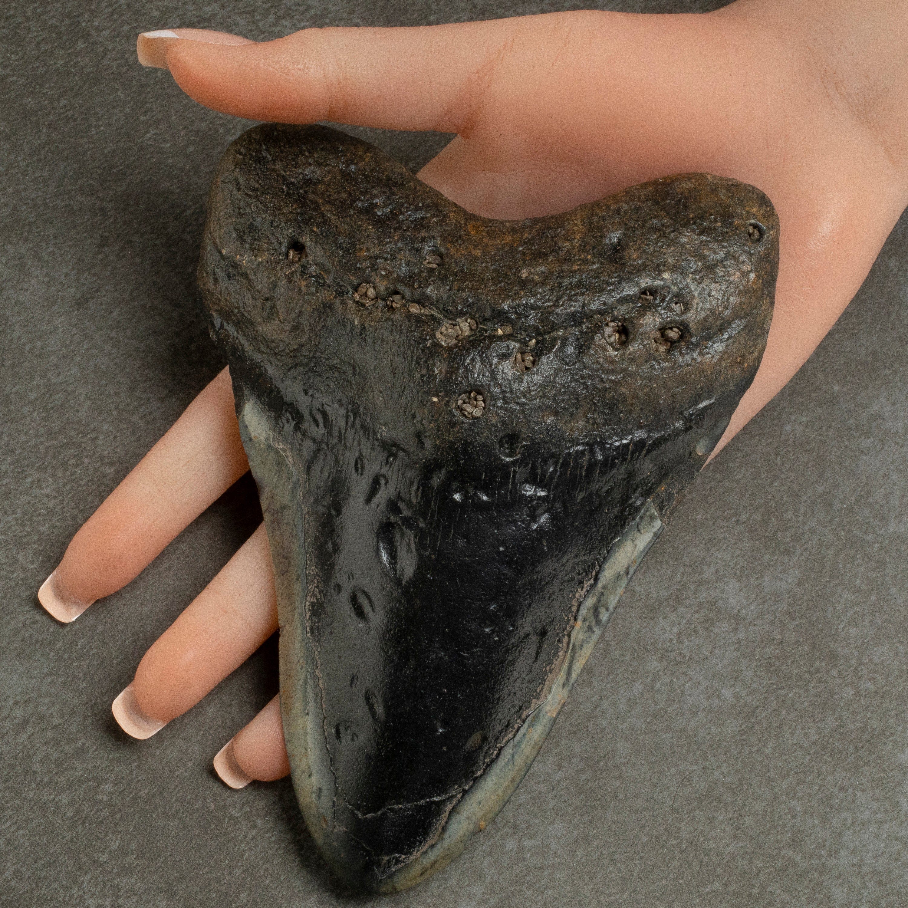 Kalifano Megalodon Teeth Megalodon Tooth from South Carolina - 5.6" ST2300.002