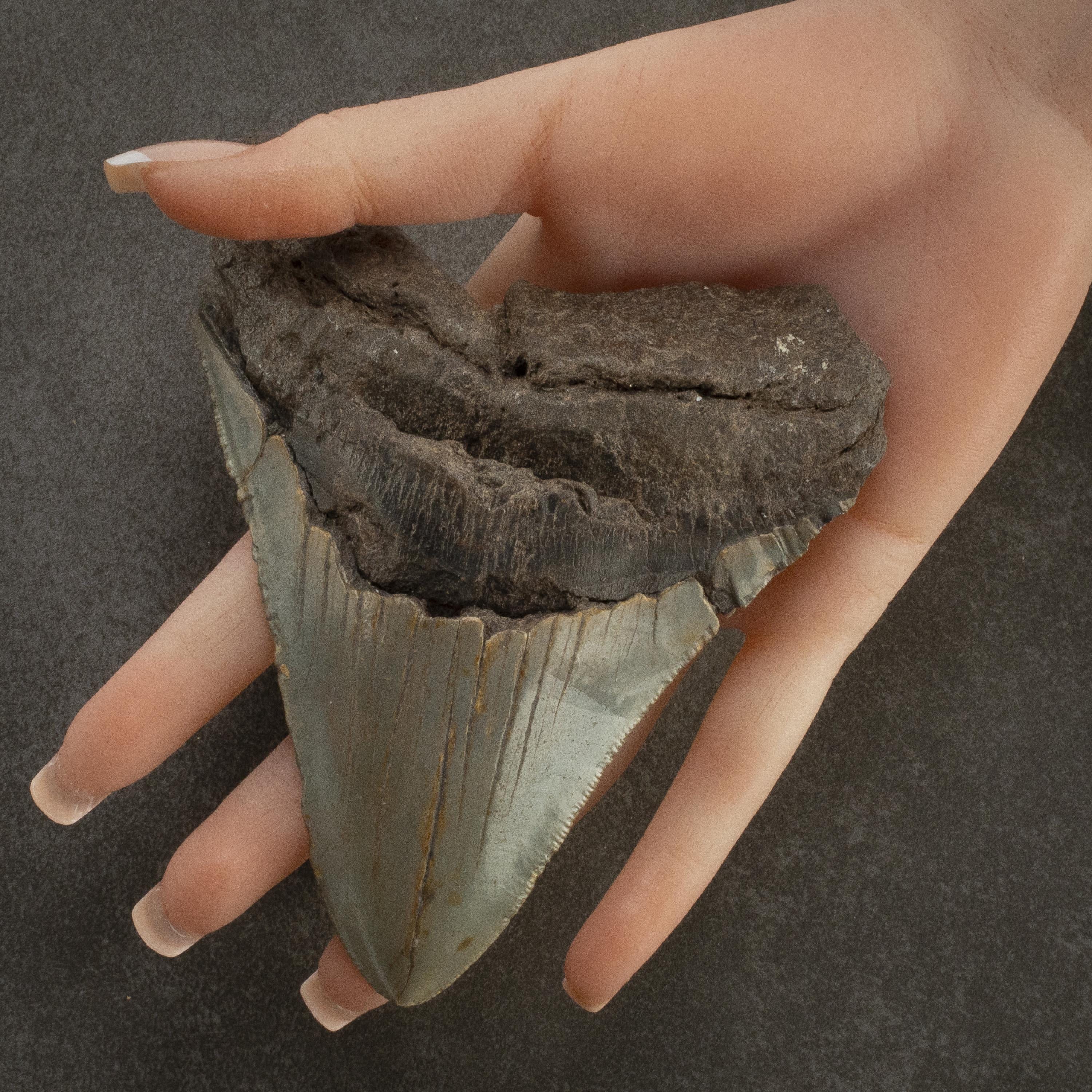 Kalifano Megalodon Teeth Megalodon Tooth from South Carolina - 5" ST3200.015