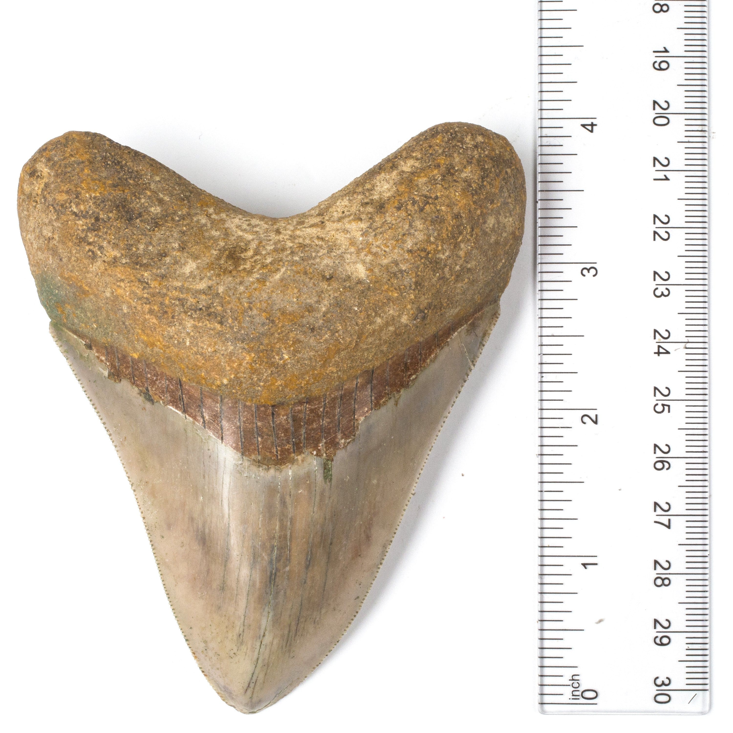 Kalifano Megalodon Teeth Natural Megalodon Tooth from Indonesia - 4.2" ST4000.002