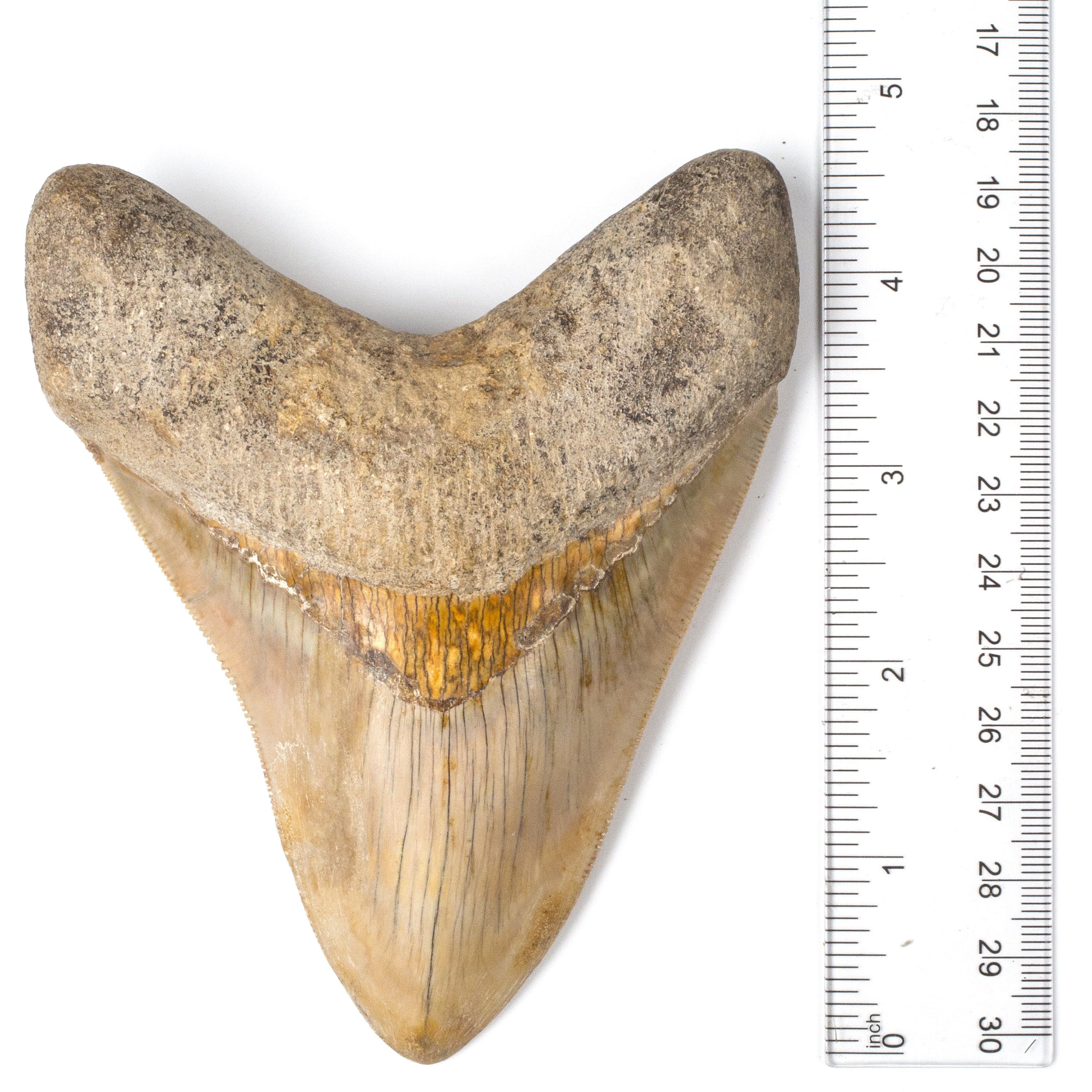 Kalifano Megalodon Teeth Natural Megalodon Tooth from Indonesia - 4.8" ST6000.001