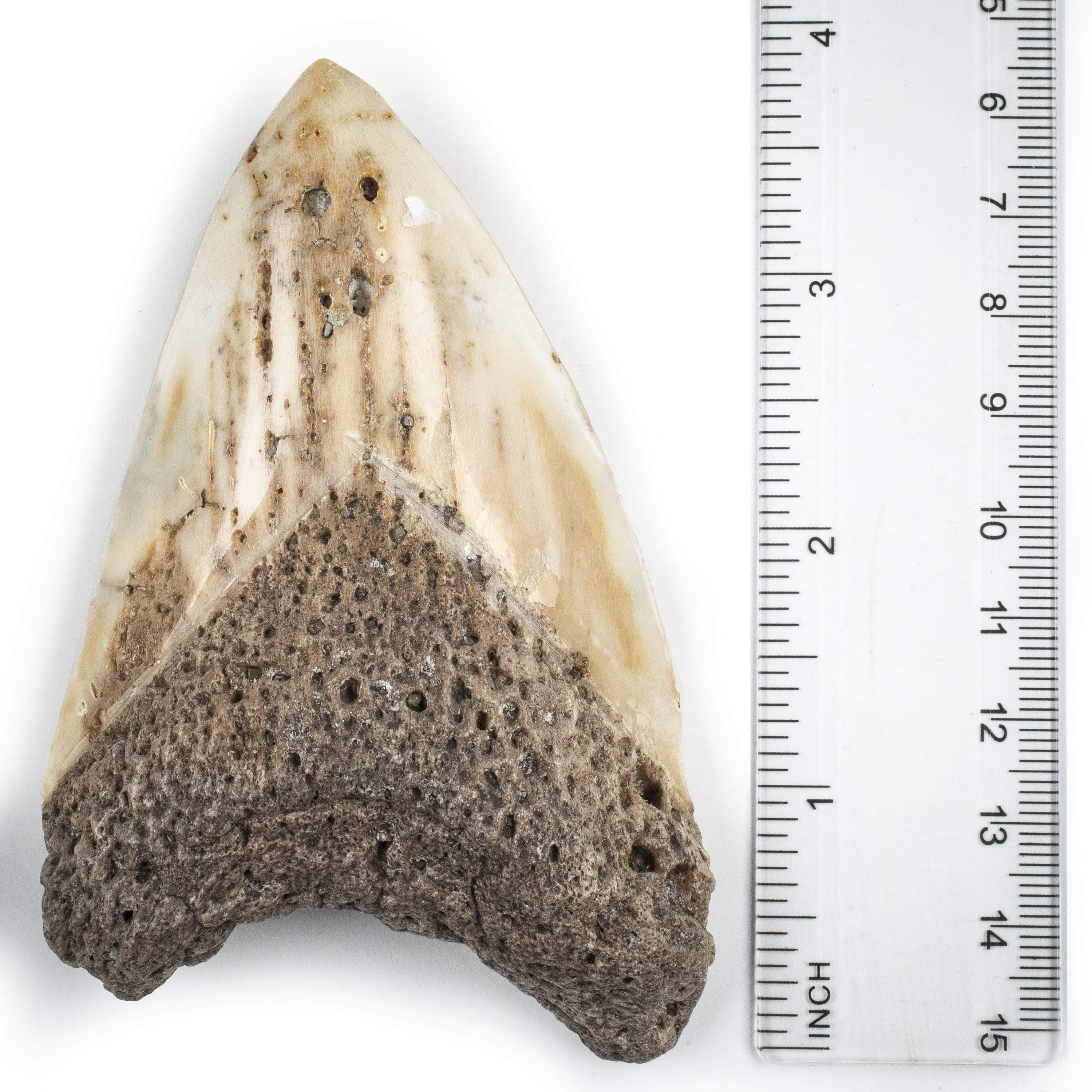 Kalifano Megalodon Teeth Natural Megalodon Tooth from New Calcedonia - 4" ST1800.003