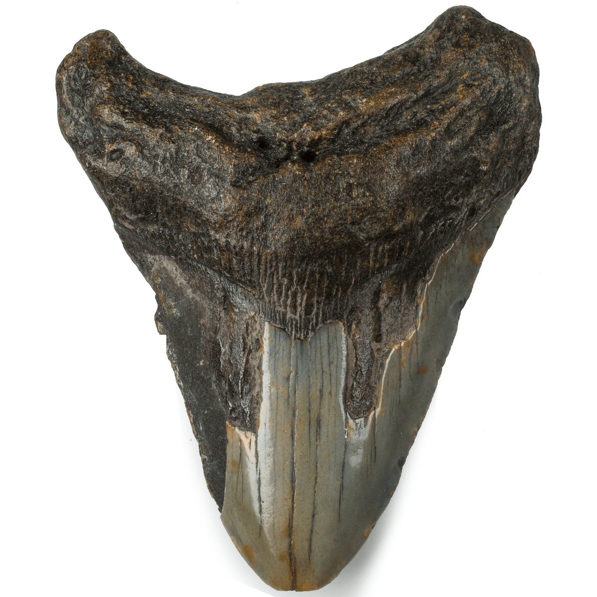 Kalifano Megalodon Teeth Natural Megalodon Tooth from South Carolina - 3.7" ST1200.026