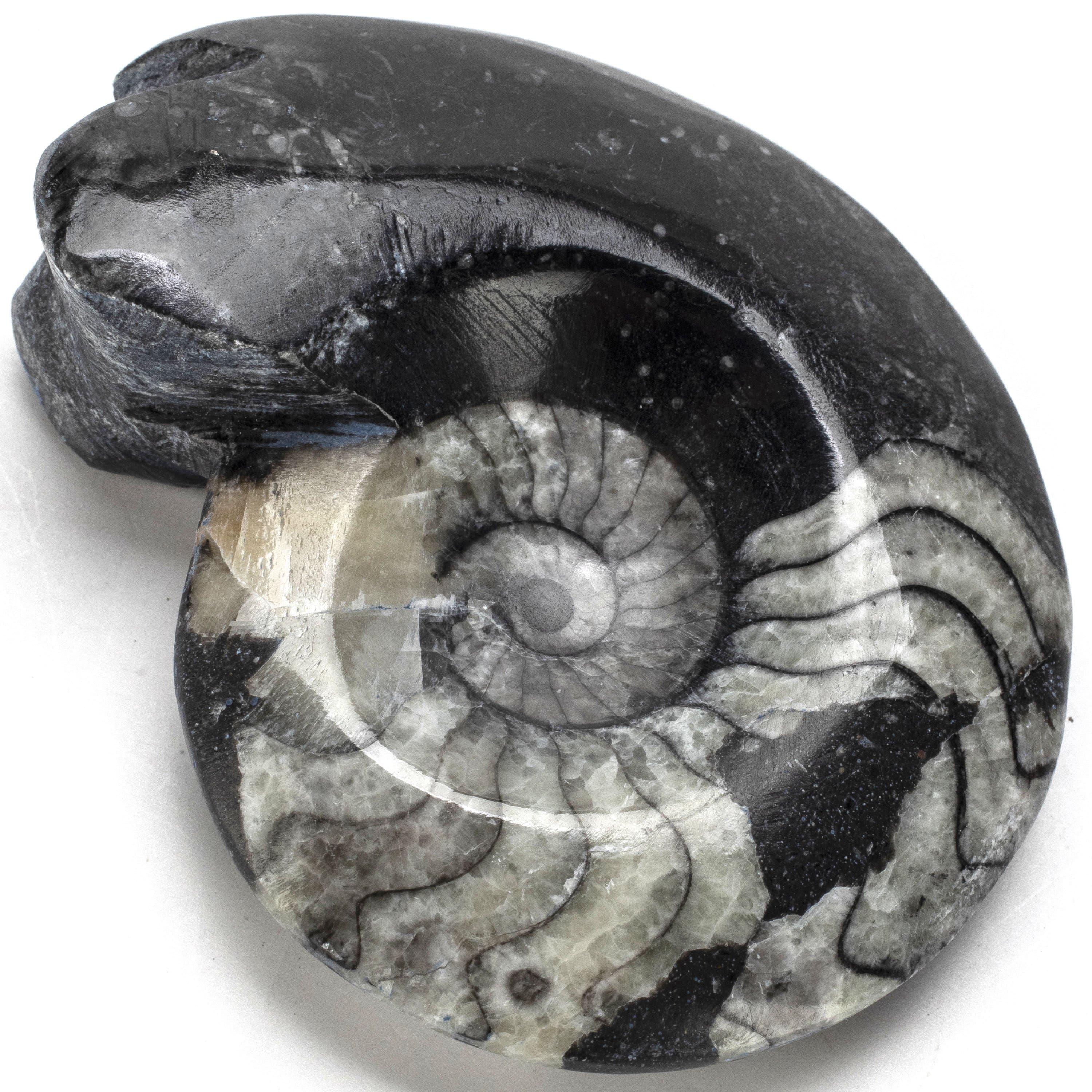 Kalifano Orthoceras Goniatite Orthoceras Ammonite Fossil AMG60