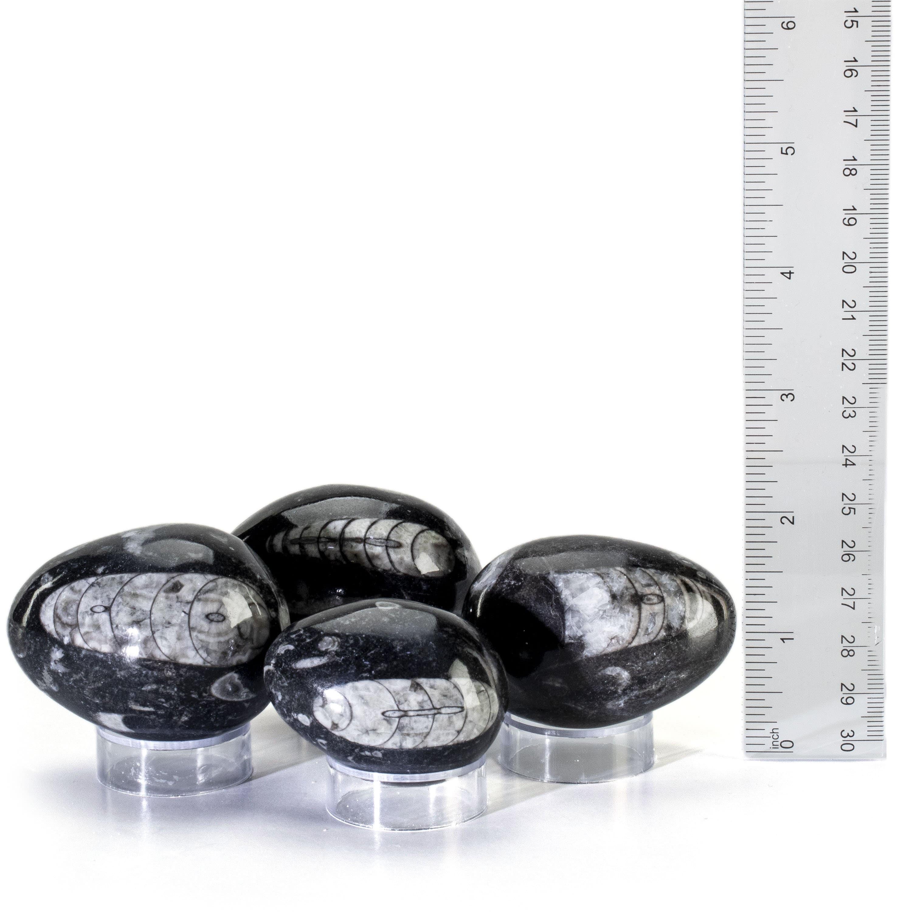 Kalifano Orthoceras Orthoceras Egg Carving from Morocco OR60-EG